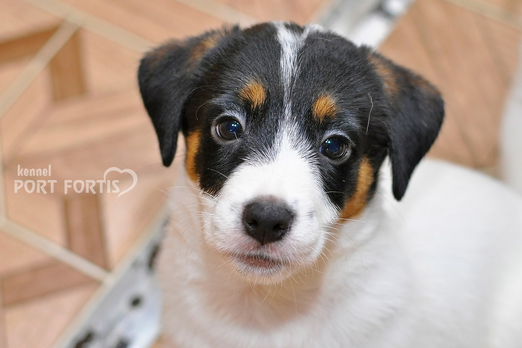 питомник порт фортис, kennel port fortis, джек рассел терьер, питомник джек рассел терьеров, kennel Jack russell terrier, щенки джек рассел терьера, купить щенка
