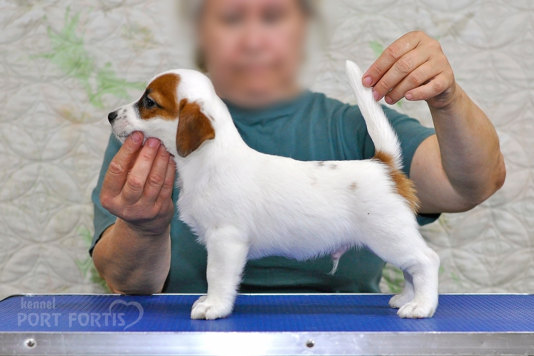 питомник порт фортис, kennel port fortis, джек рассел терьер, питомник джек рассел терьеров, kennel Jack russell terrier, щенки джек рассел терьера, купить щенка