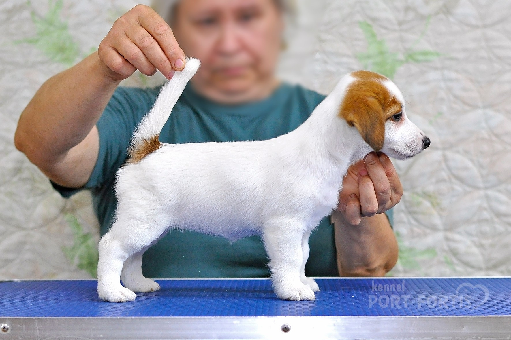 питомник порт фортис, kennel port fortis, джек рассел терьер, питомник джек рассел терьеров, kennel Jack russell terrier, щенки джек рассел терьера, купить щенка