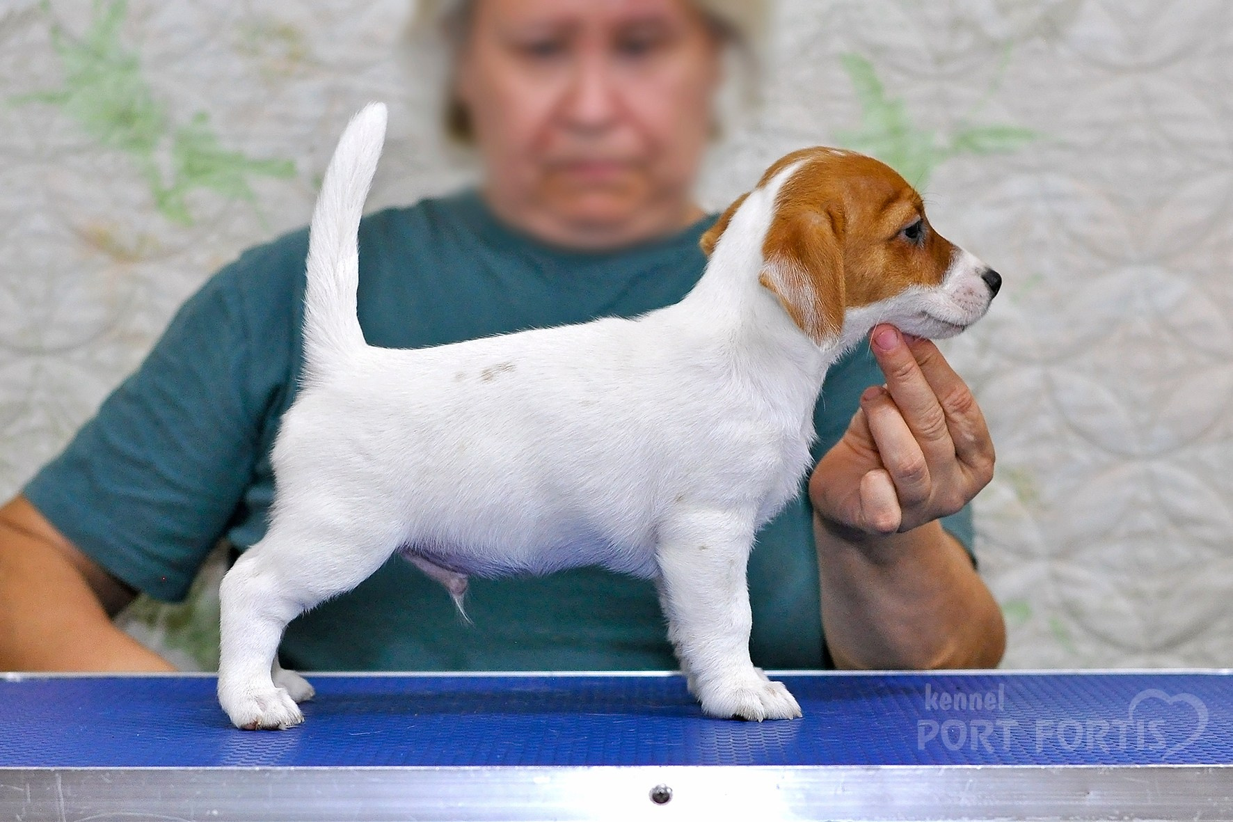 питомник порт фортис, kennel port fortis, джек рассел терьер, питомник джек рассел терьеров, kennel Jack russell terrier, щенки джек рассел терьера, купить щенка