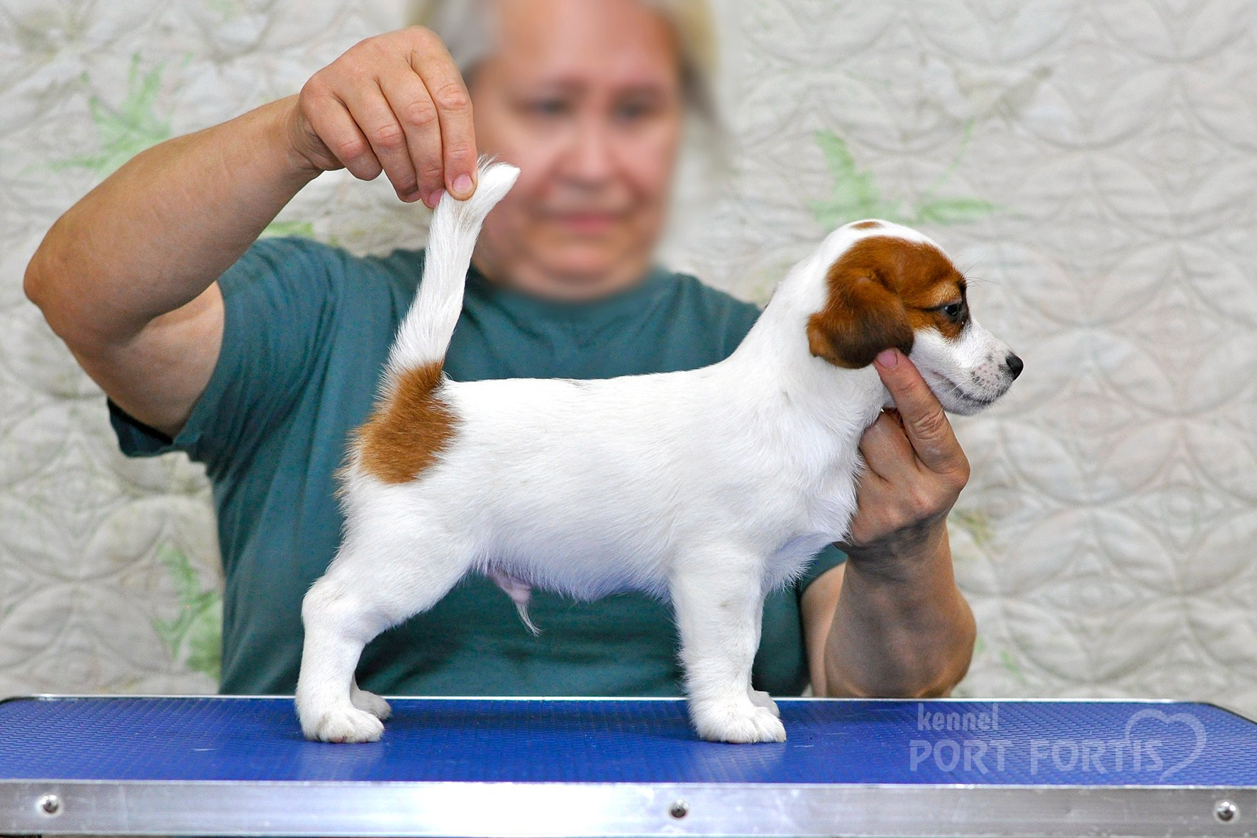 питомник порт фортис, kennel port fortis, джек рассел терьер, питомник джек рассел терьеров, kennel Jack russell terrier, щенки джек рассел терьера, купить щенка