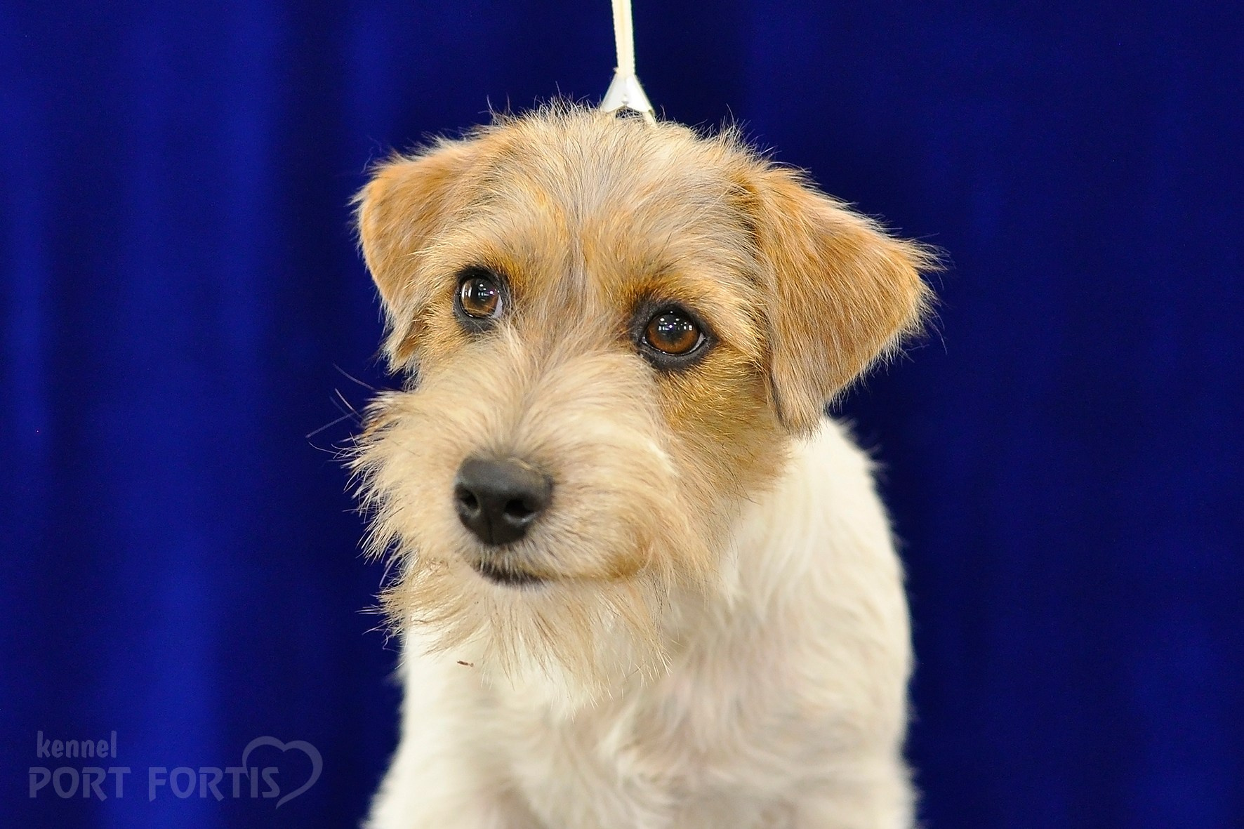 питомник порт фортис, kennel port fortis, джек рассел терьер, питомник джек рассел терьеров, kennel Jack russell terrier, щенки джек рассел терьера, купить щенка