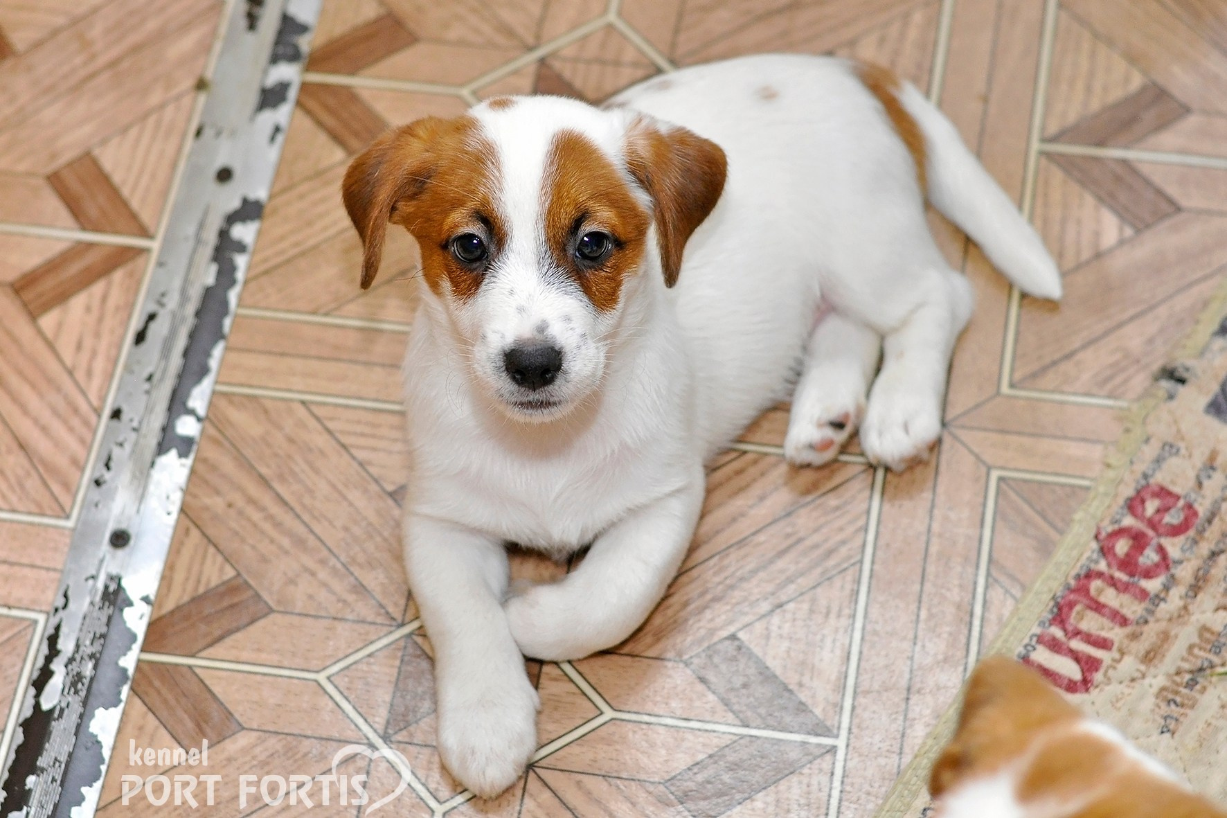 питомник порт фортис, kennel port fortis, джек рассел терьер, питомник джек рассел терьеров, kennel Jack russell terrier, щенки джек рассел терьера, купить щенка