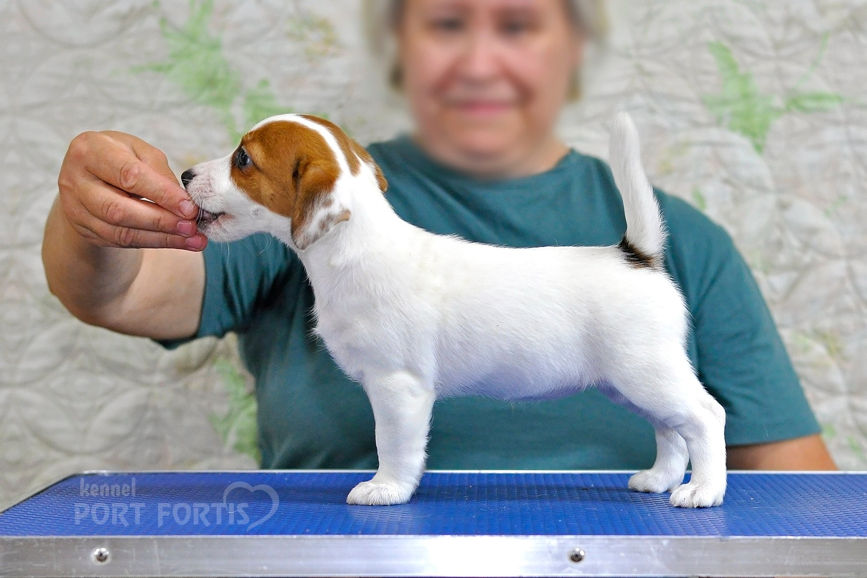 питомник порт фортис, kennel port fortis, джек рассел терьер, питомник джек рассел терьеров, kennel Jack russell terrier, щенки джек рассел терьера, купить щенка