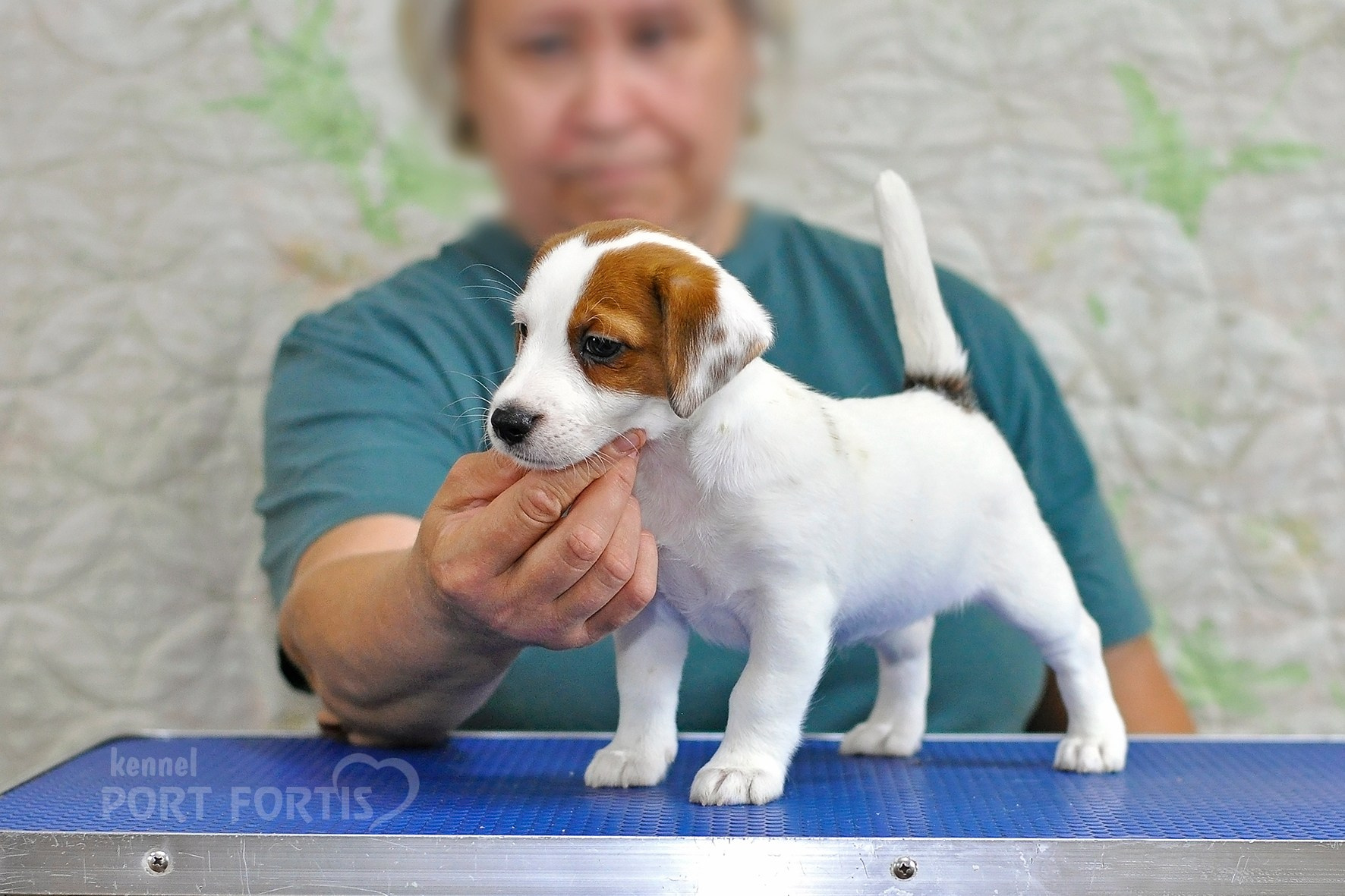 питомник порт фортис, kennel port fortis, джек рассел терьер, питомник джек рассел терьеров, kennel Jack russell terrier, щенки джек рассел терьера, купить щенка