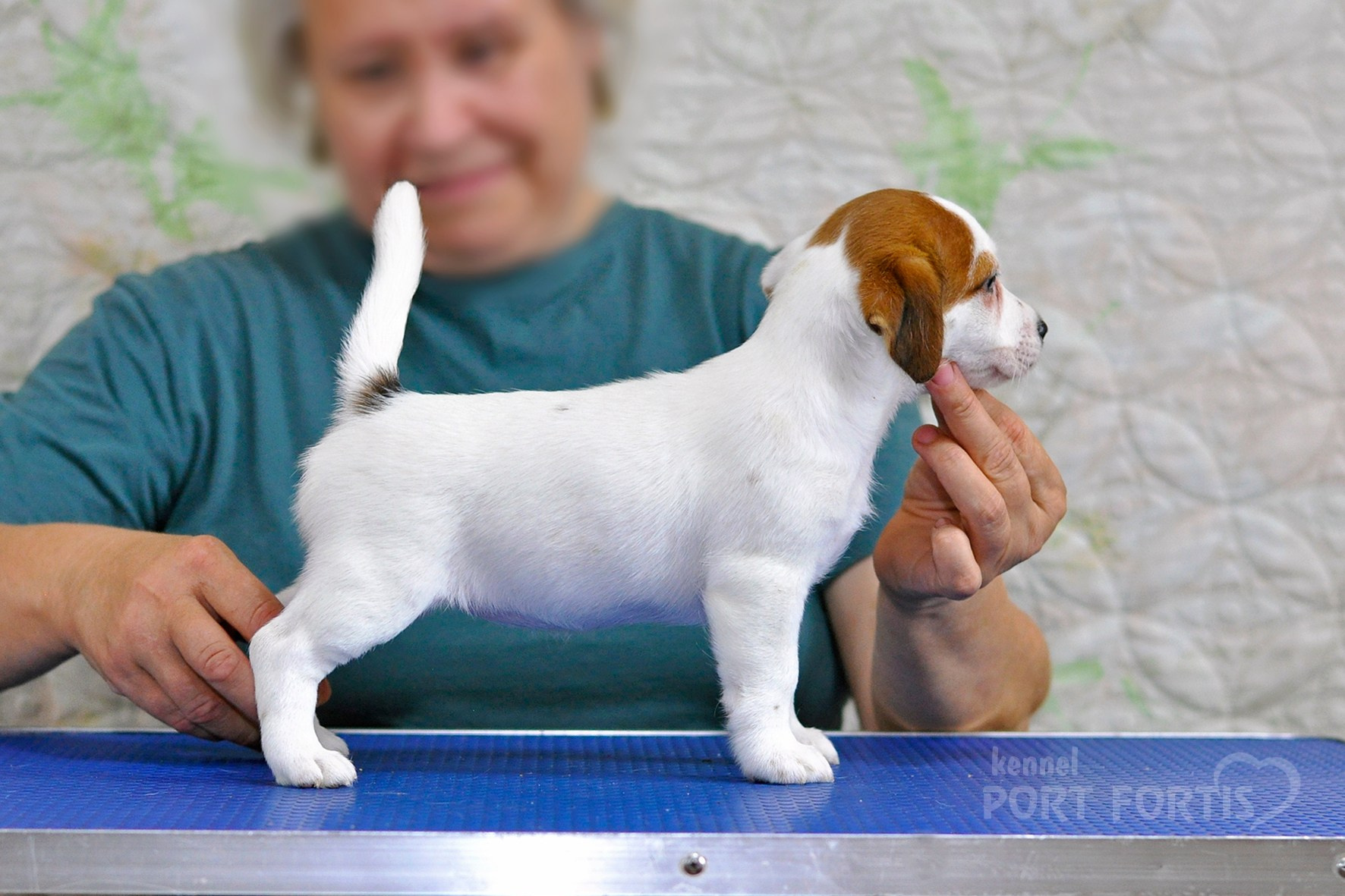 питомник порт фортис, kennel port fortis, джек рассел терьер, питомник джек рассел терьеров, kennel Jack russell terrier, щенки джек рассел терьера, купить щенка