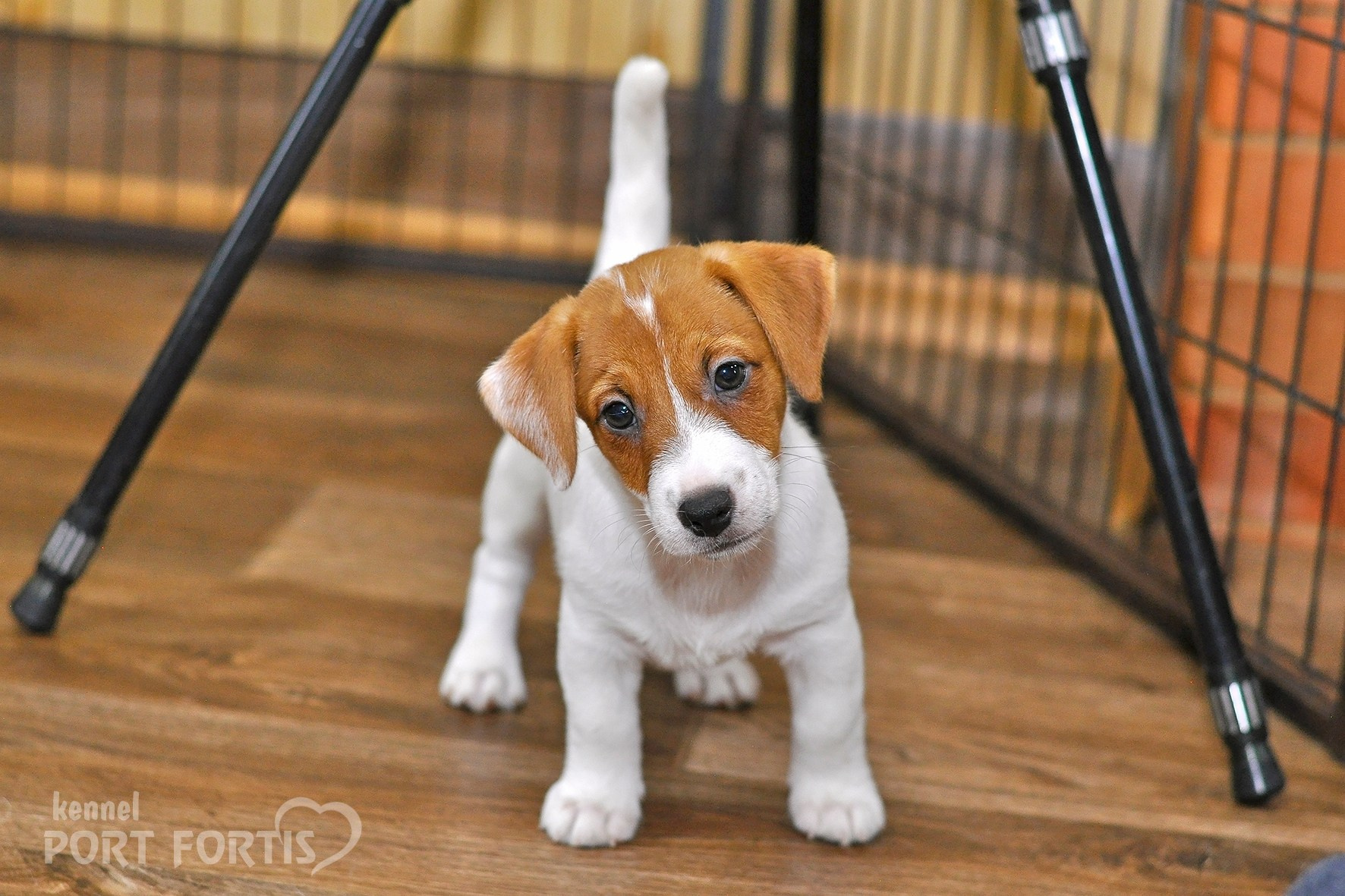 питомник порт фортис, kennel port fortis, джек рассел терьер, питомник джек рассел терьеров, kennel Jack russell terrier, щенки джек рассел терьера, купить щенка