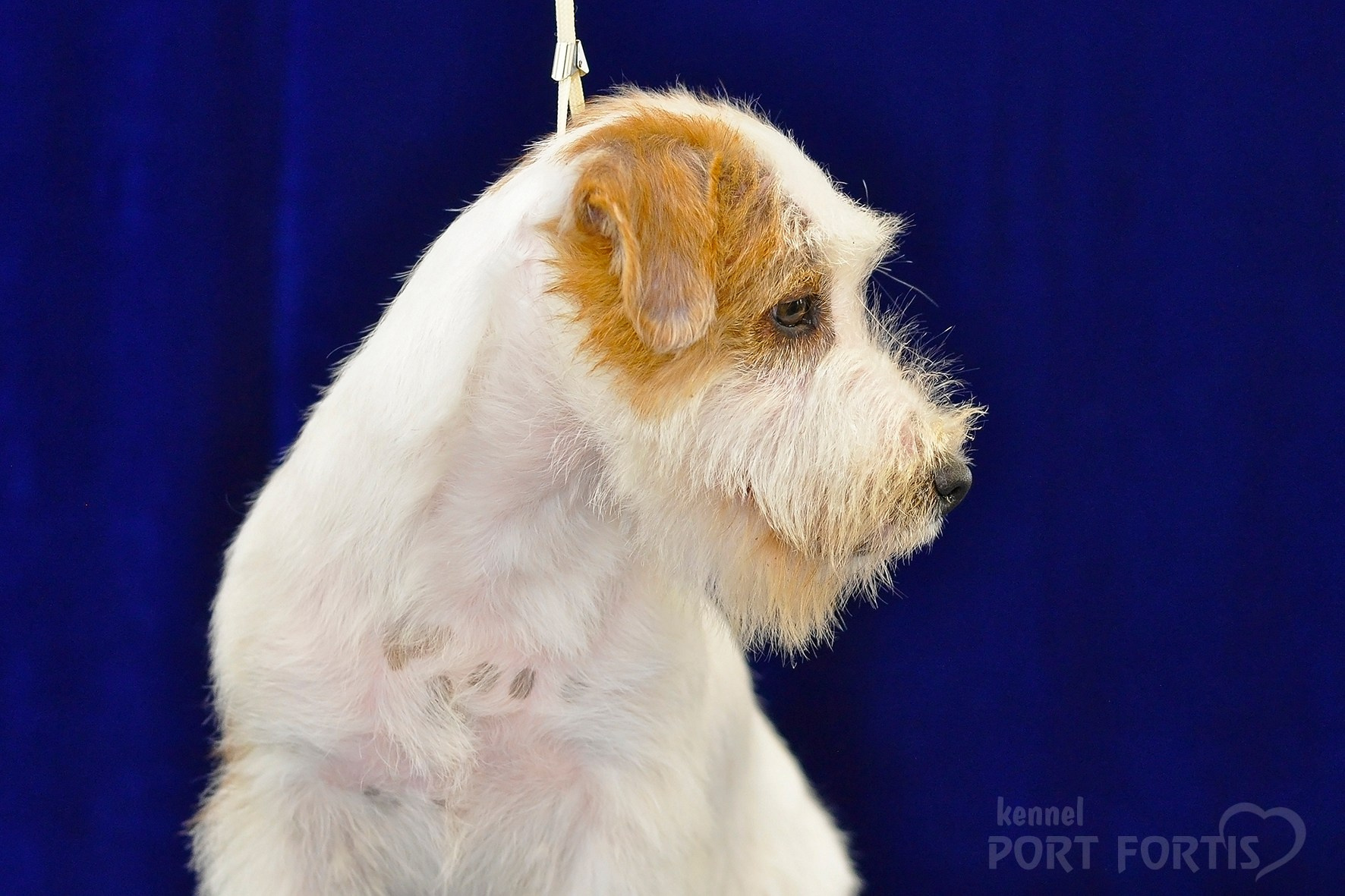питомник порт фортис, kennel port fortis, джек рассел терьер, питомник джек рассел терьеров, kennel Jack russell terrier, щенки джек рассел терьера, купить щенка