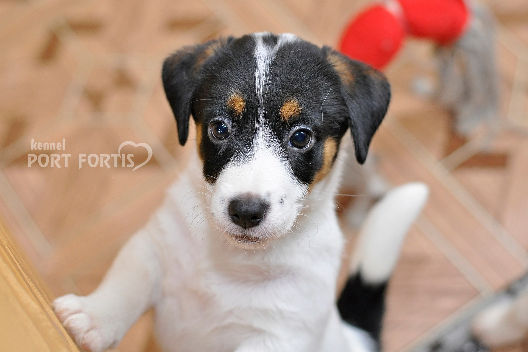 питомник порт фортис, kennel port fortis, джек рассел терьер, питомник джек рассел терьеров, kennel Jack russell terrier, щенки джек рассел терьера, купить щенка