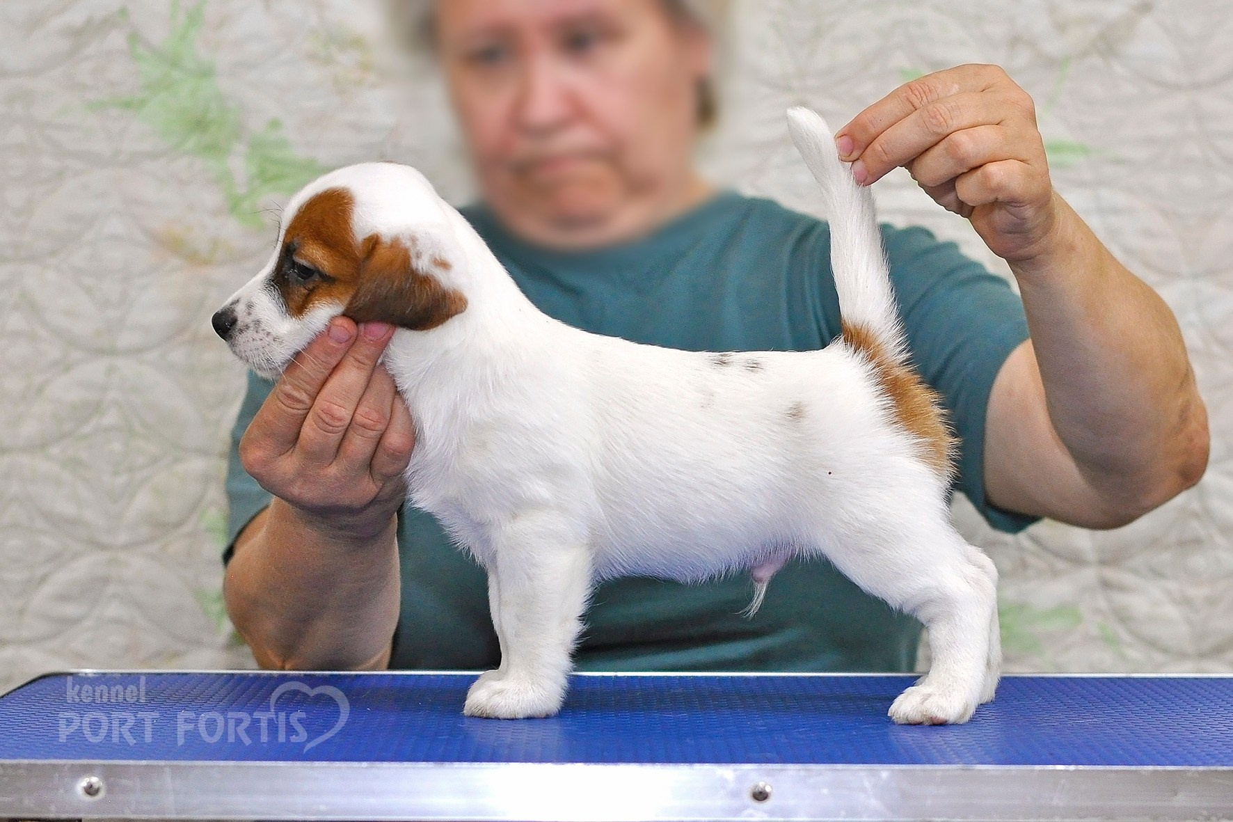 питомник порт фортис, kennel port fortis, джек рассел терьер, питомник джек рассел терьеров, kennel Jack russell terrier, щенки джек рассел терьера, купить щенка