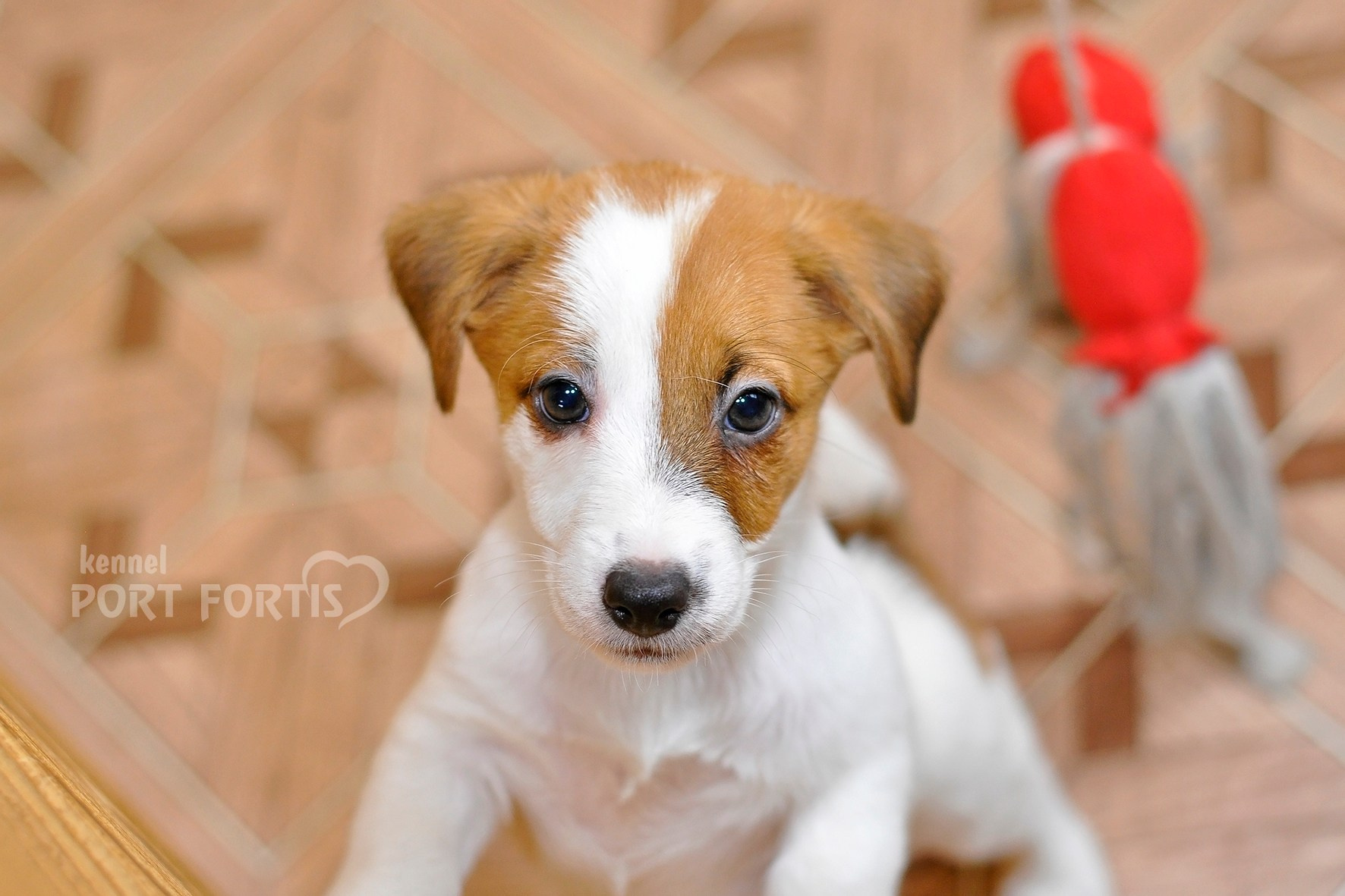 питомник порт фортис, kennel port fortis, джек рассел терьер, питомник джек рассел терьеров, kennel Jack russell terrier, щенки джек рассел терьера, купить щенка