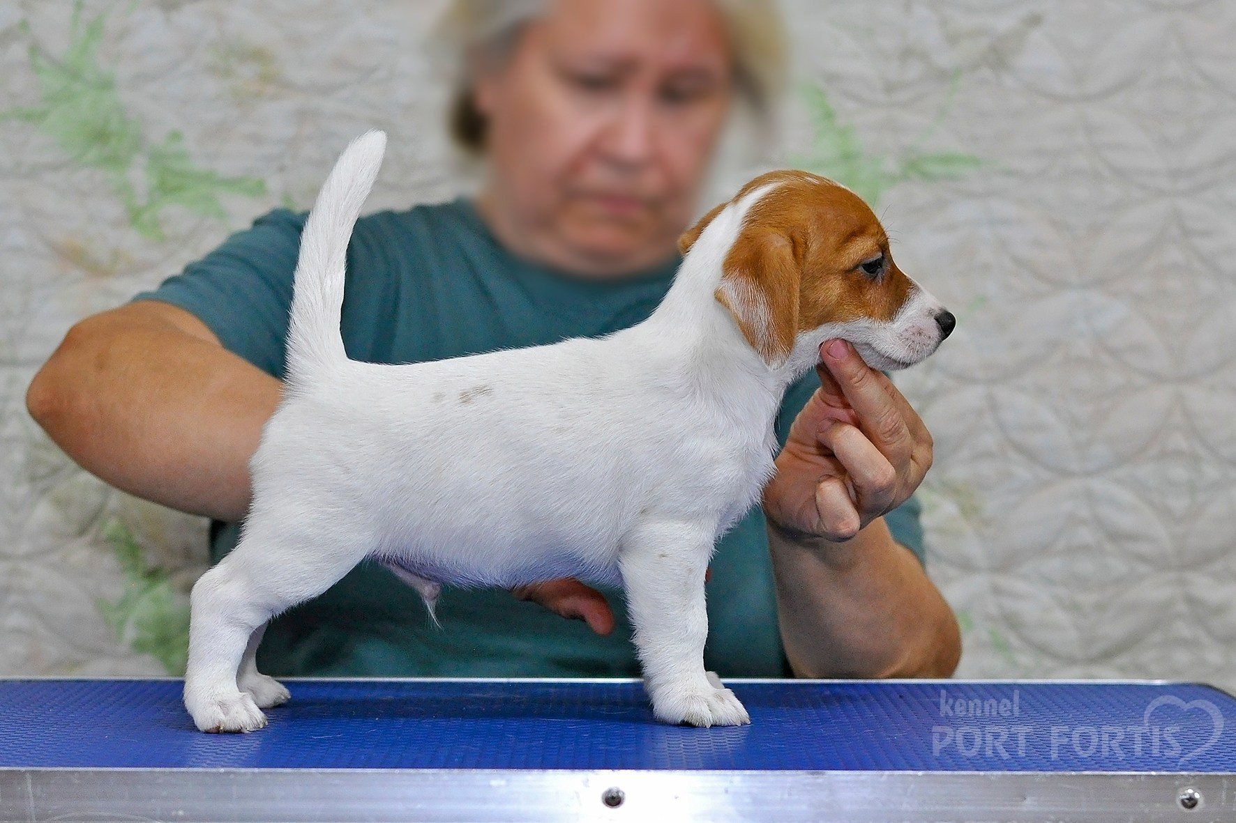 питомник порт фортис, kennel port fortis, джек рассел терьер, питомник джек рассел терьеров, kennel Jack russell terrier, щенки джек рассел терьера, купить щенка