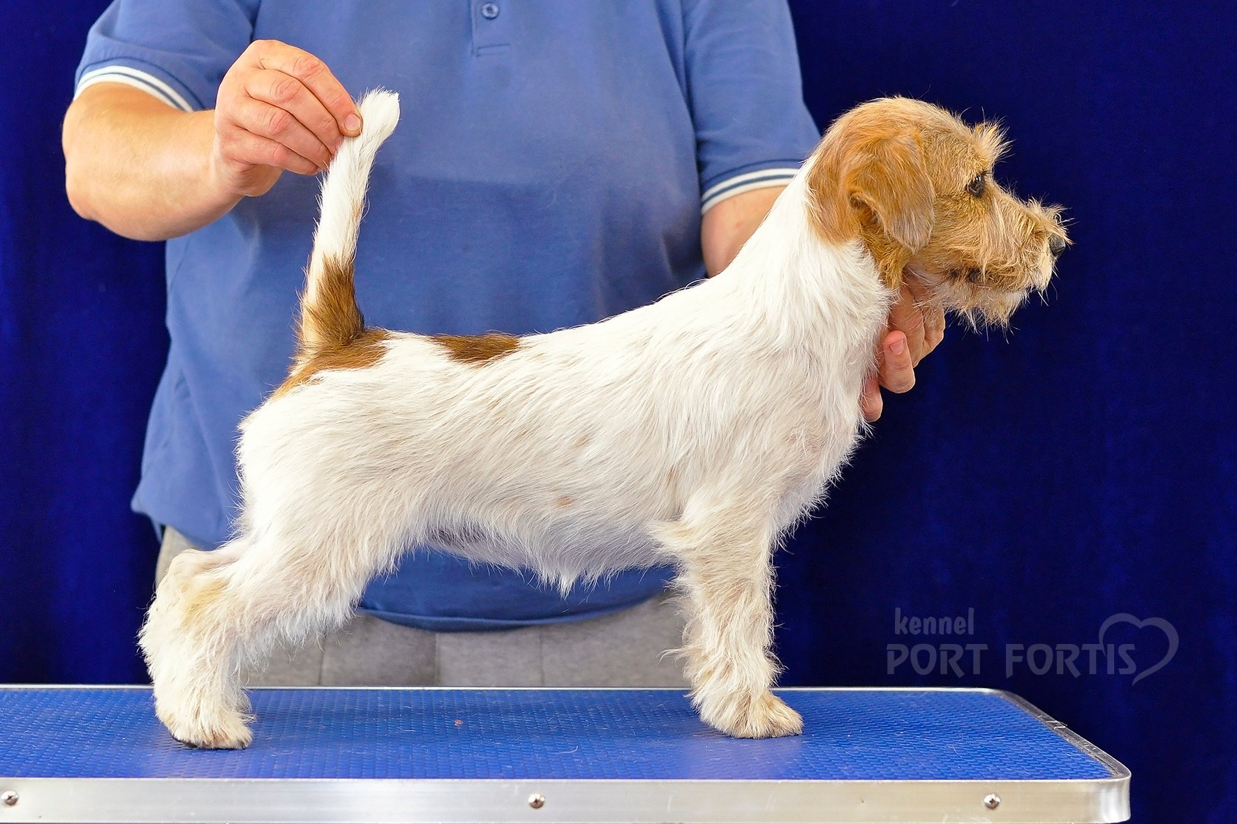 питомник порт фортис, kennel port fortis, джек рассел терьер, питомник джек рассел терьеров, kennel Jack russell terrier, щенки джек рассел терьера, купить щенка