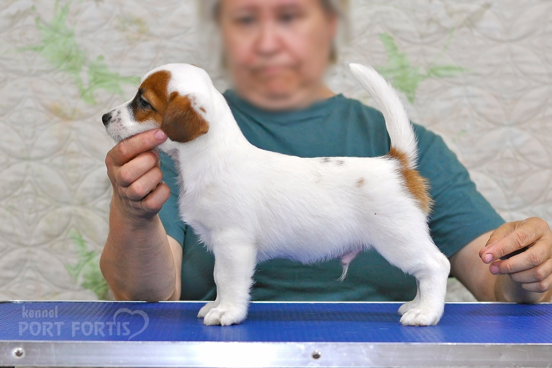питомник порт фортис, kennel port fortis, джек рассел терьер, питомник джек рассел терьеров, kennel Jack russell terrier, щенки джек рассел терьера, купить щенка
