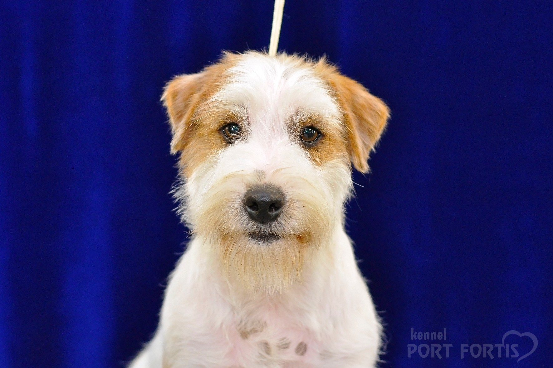 питомник порт фортис, kennel port fortis, джек рассел терьер, питомник джек рассел терьеров, kennel Jack russell terrier, щенки джек рассел терьера, купить щенка