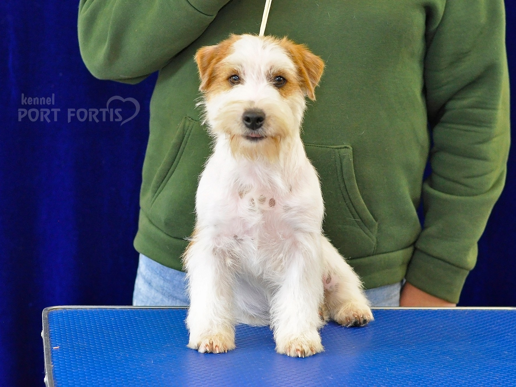 питомник порт фортис, kennel port fortis, джек рассел терьер, питомник джек рассел терьеров, kennel Jack russell terrier, щенки джек рассел терьера, купить щенка