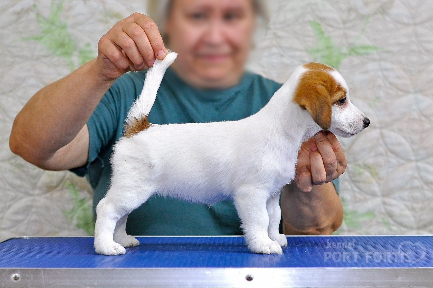 питомник порт фортис, kennel port fortis, джек рассел терьер, питомник джек рассел терьеров, kennel Jack russell terrier, щенки джек рассел терьера, купить щенка