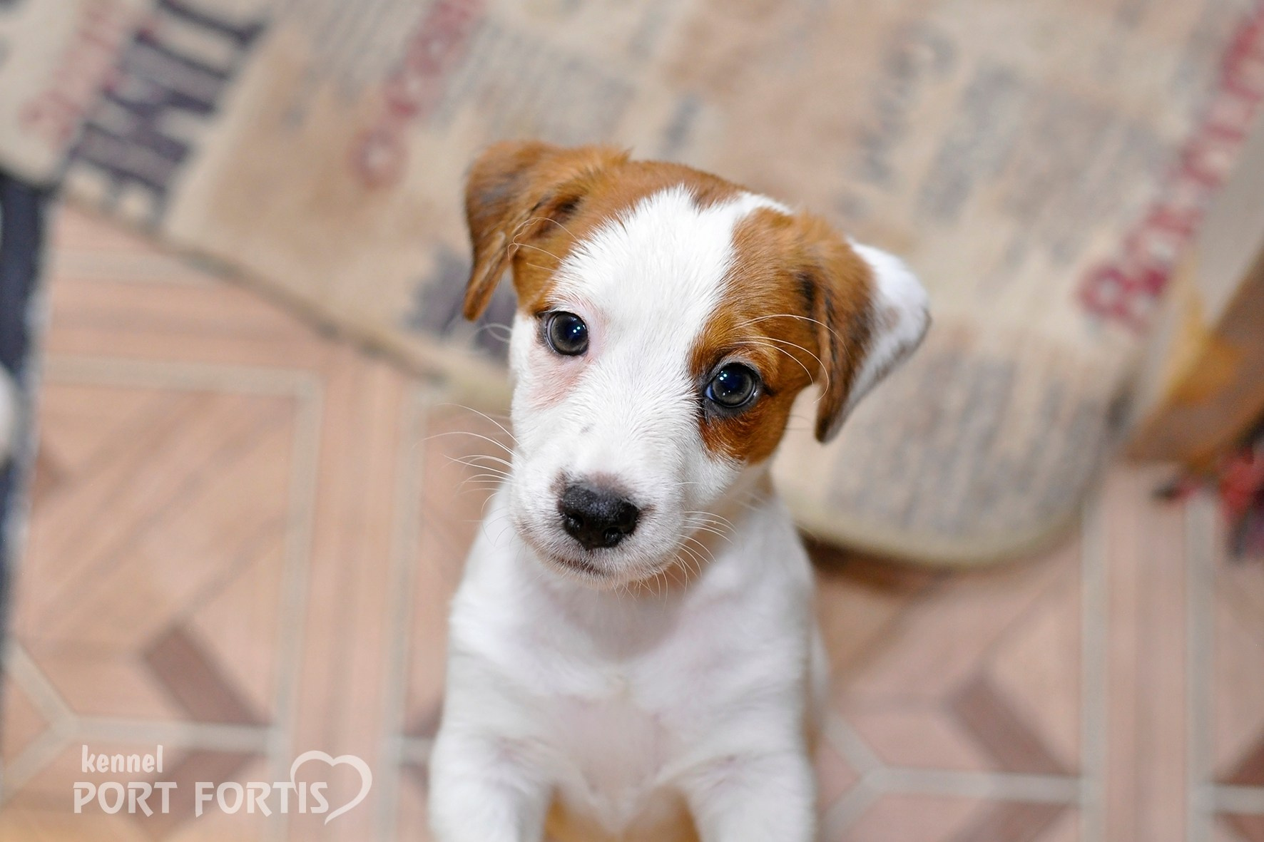 питомник порт фортис, kennel port fortis, джек рассел терьер, питомник джек рассел терьеров, kennel Jack russell terrier, щенки джек рассел терьера, купить щенка