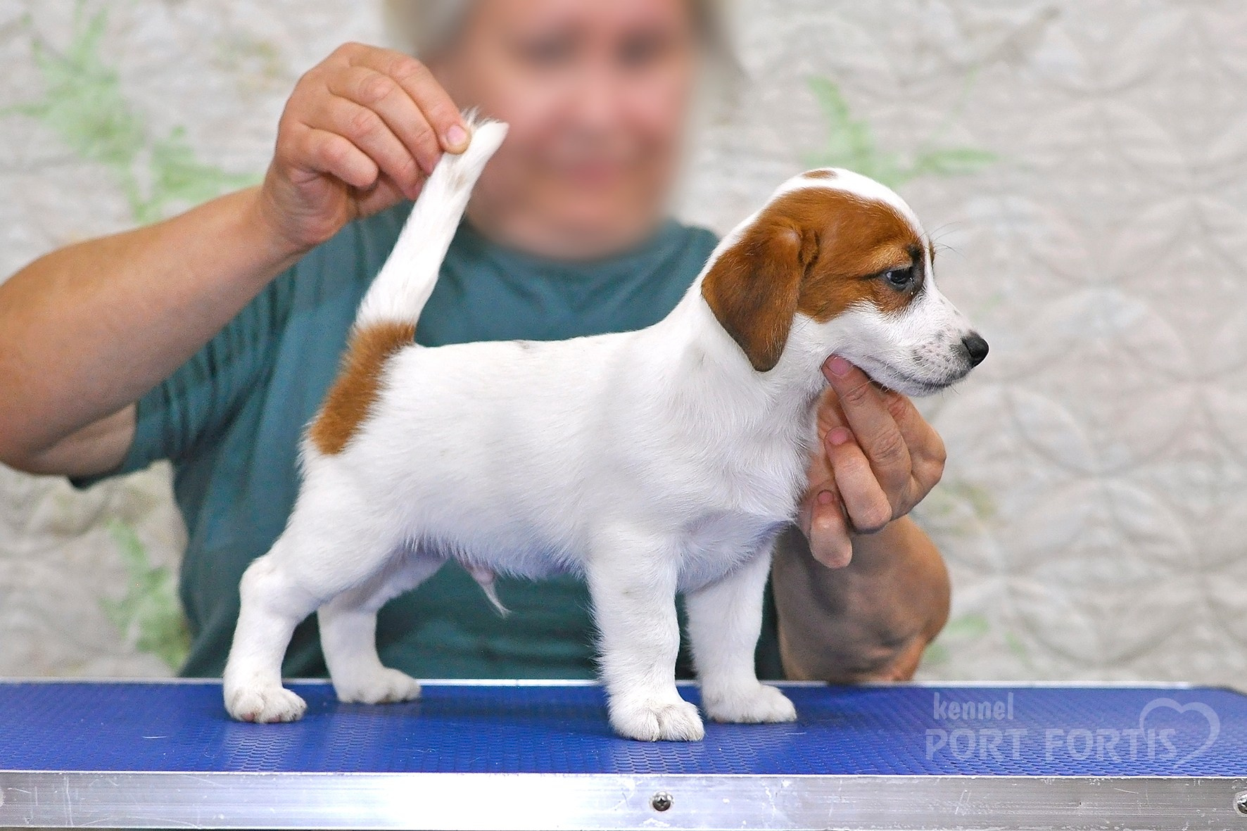 питомник порт фортис, kennel port fortis, джек рассел терьер, питомник джек рассел терьеров, kennel Jack russell terrier, щенки джек рассел терьера, купить щенка