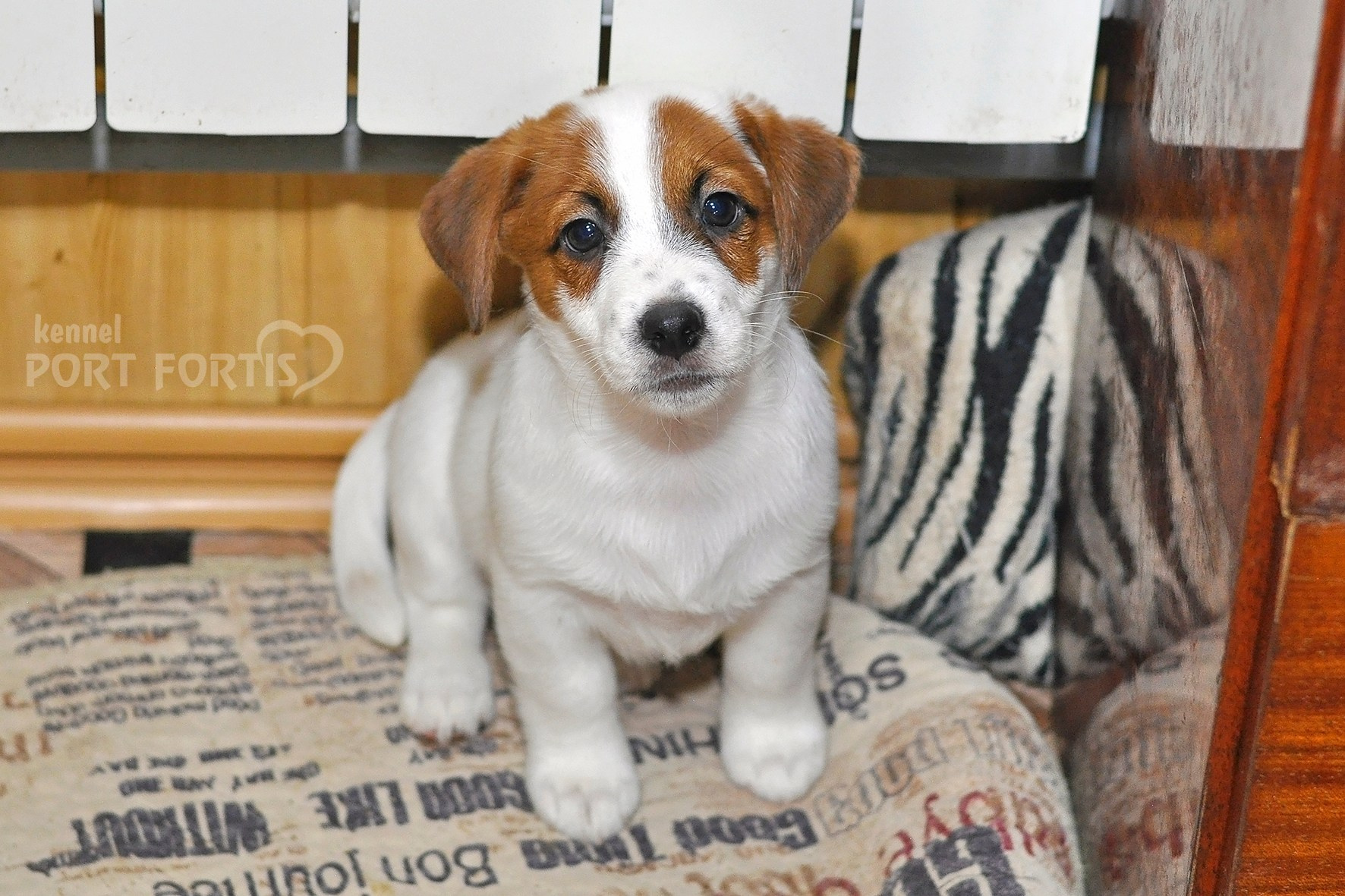 питомник порт фортис, kennel port fortis, джек рассел терьер, питомник джек рассел терьеров, kennel Jack russell terrier, щенки джек рассел терьера, купить щенка