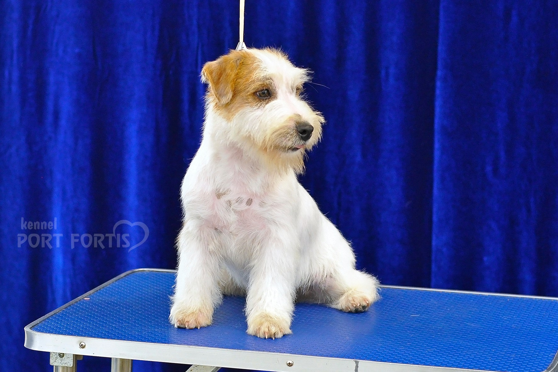 питомник порт фортис, kennel port fortis, джек рассел терьер, питомник джек рассел терьеров, kennel Jack russell terrier, щенки джек рассел терьера, купить щенка