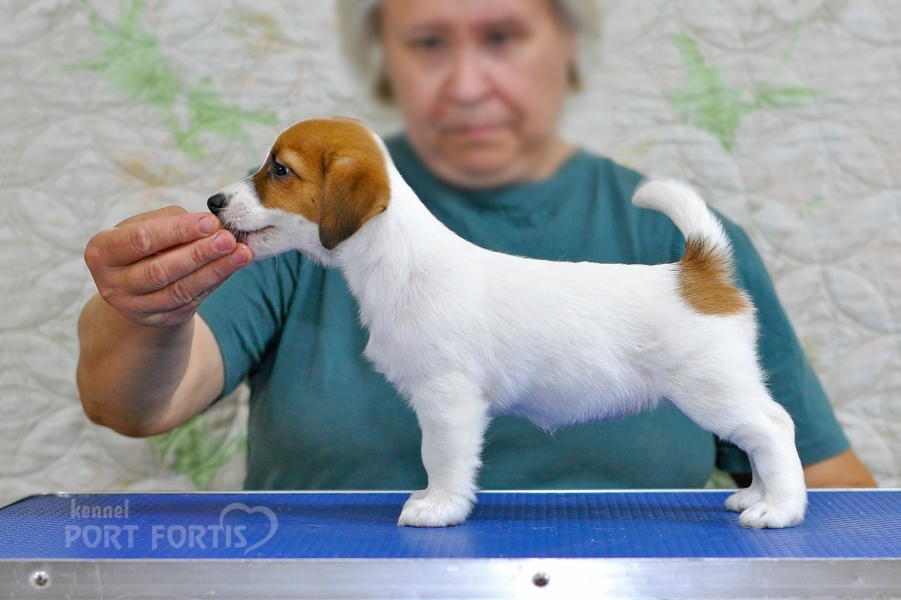 питомник порт фортис, kennel port fortis, джек рассел терьер, питомник джек рассел терьеров, kennel Jack russell terrier, щенки джек рассел терьера, купить щенка