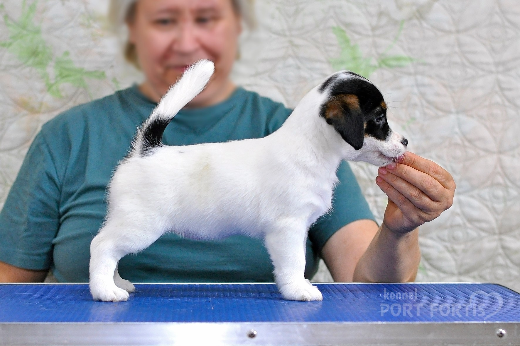 питомник порт фортис, kennel port fortis, джек рассел терьер, питомник джек рассел терьеров, kennel Jack russell terrier, щенки джек рассел терьера, купить щенка