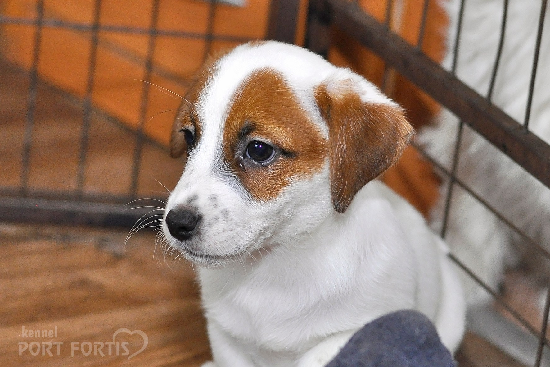 питомник порт фортис, kennel port fortis, джек рассел терьер, питомник джек рассел терьеров, kennel Jack russell terrier, щенки джек рассел терьера, купить щенка