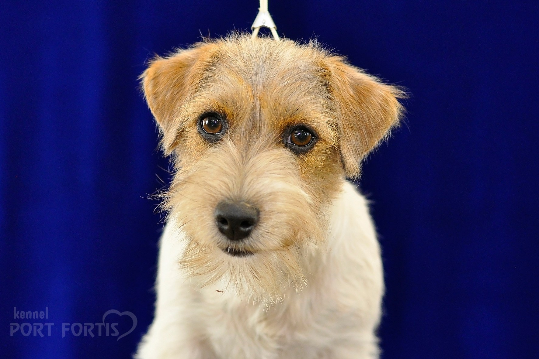 питомник порт фортис, kennel port fortis, джек рассел терьер, питомник джек рассел терьеров, kennel Jack russell terrier, щенки джек рассел терьера, купить щенка