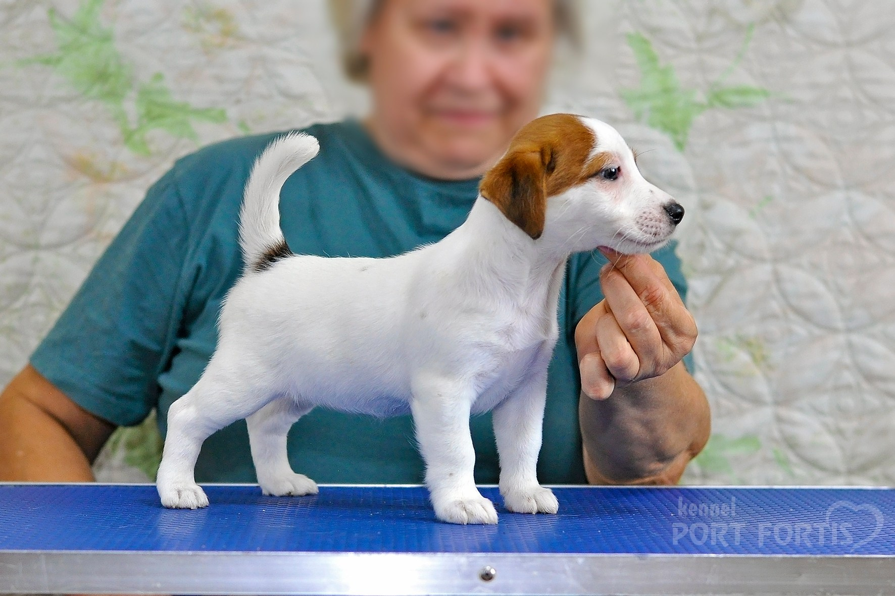 питомник порт фортис, kennel port fortis, джек рассел терьер, питомник джек рассел терьеров, kennel Jack russell terrier, щенки джек рассел терьера, купить щенка