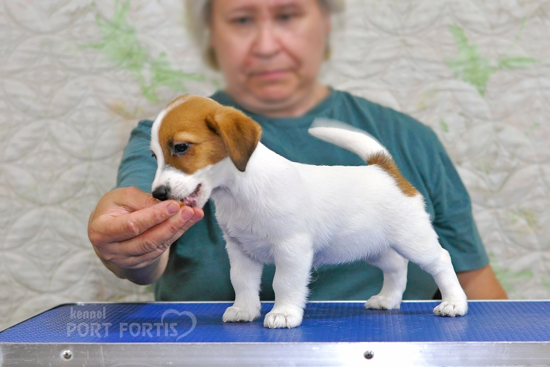 питомник порт фортис, kennel port fortis, джек рассел терьер, питомник джек рассел терьеров, kennel Jack russell terrier, щенки джек рассел терьера, купить щенка