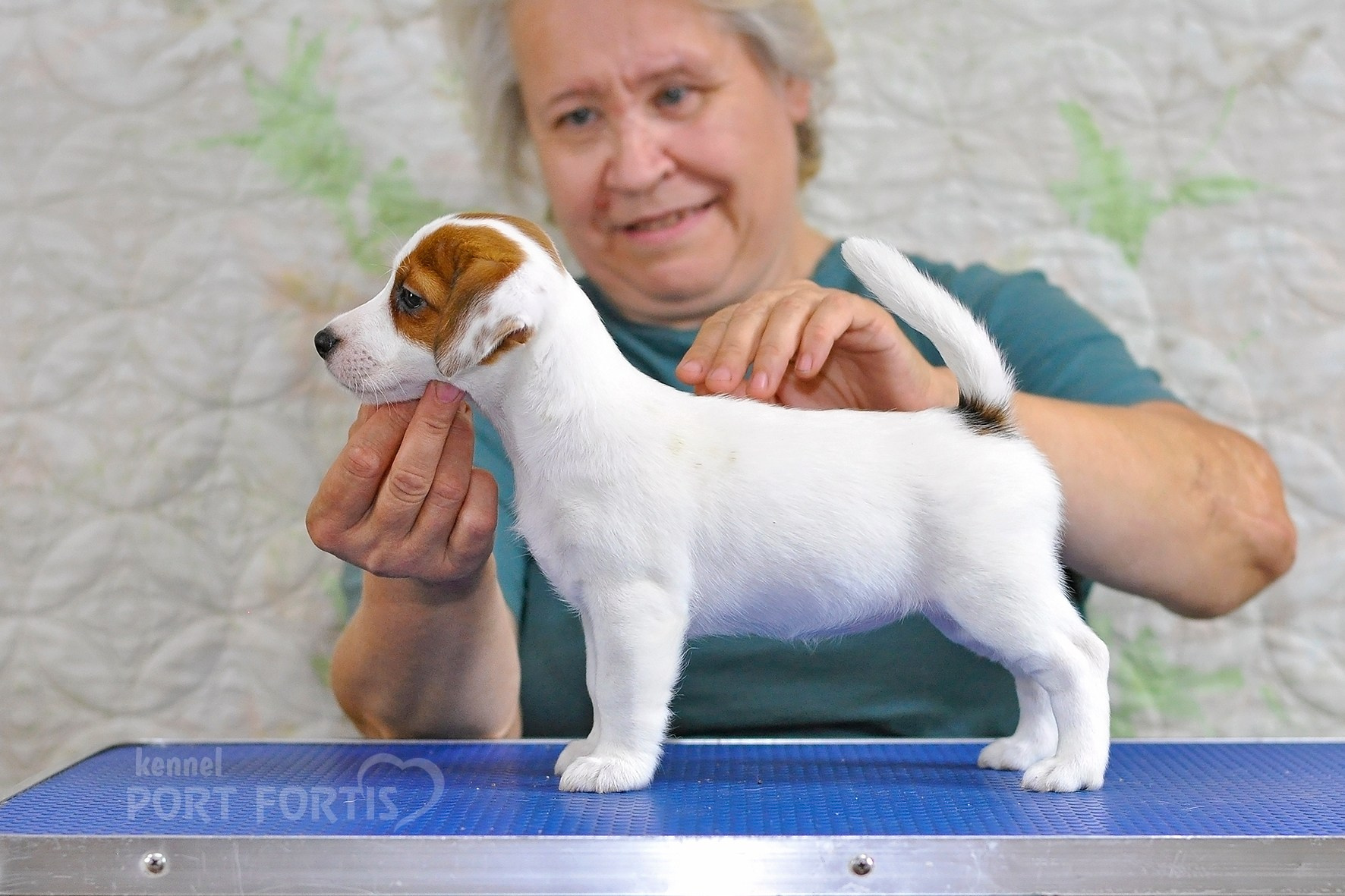 питомник порт фортис, kennel port fortis, джек рассел терьер, питомник джек рассел терьеров, kennel Jack russell terrier, щенки джек рассел терьера, купить щенка