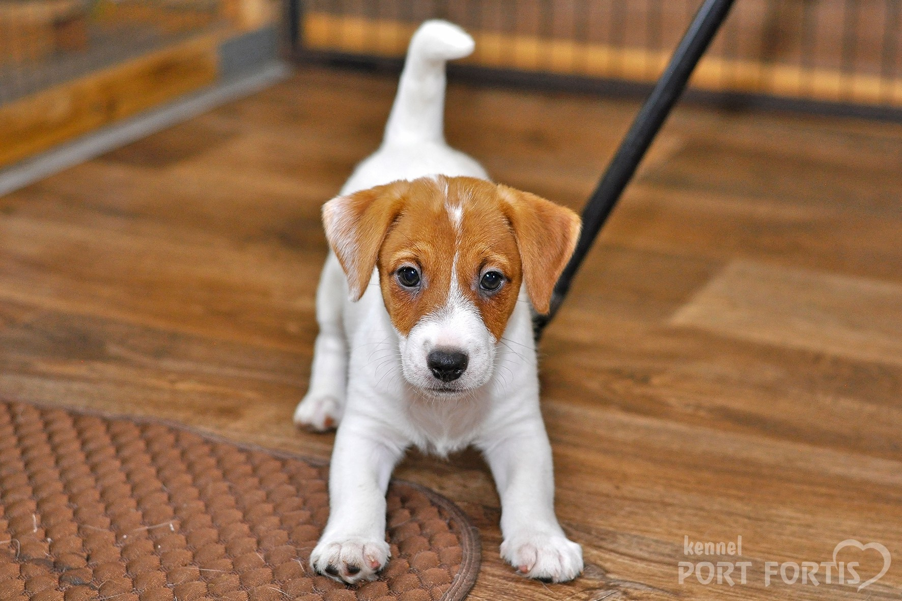 питомник порт фортис, kennel port fortis, джек рассел терьер, питомник джек рассел терьеров, kennel Jack russell terrier, щенки джек рассел терьера, купить щенка