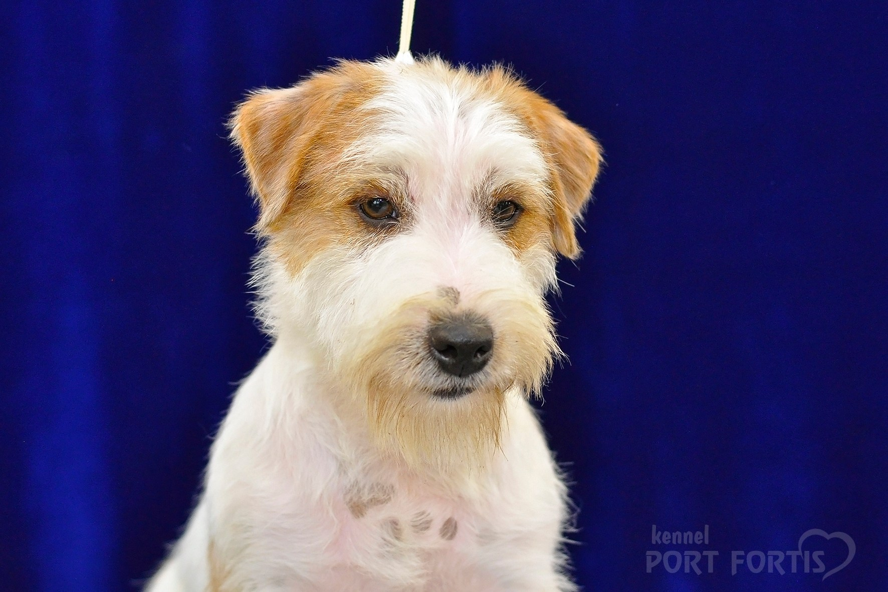 питомник порт фортис, kennel port fortis, джек рассел терьер, питомник джек рассел терьеров, kennel Jack russell terrier, щенки джек рассел терьера, купить щенка