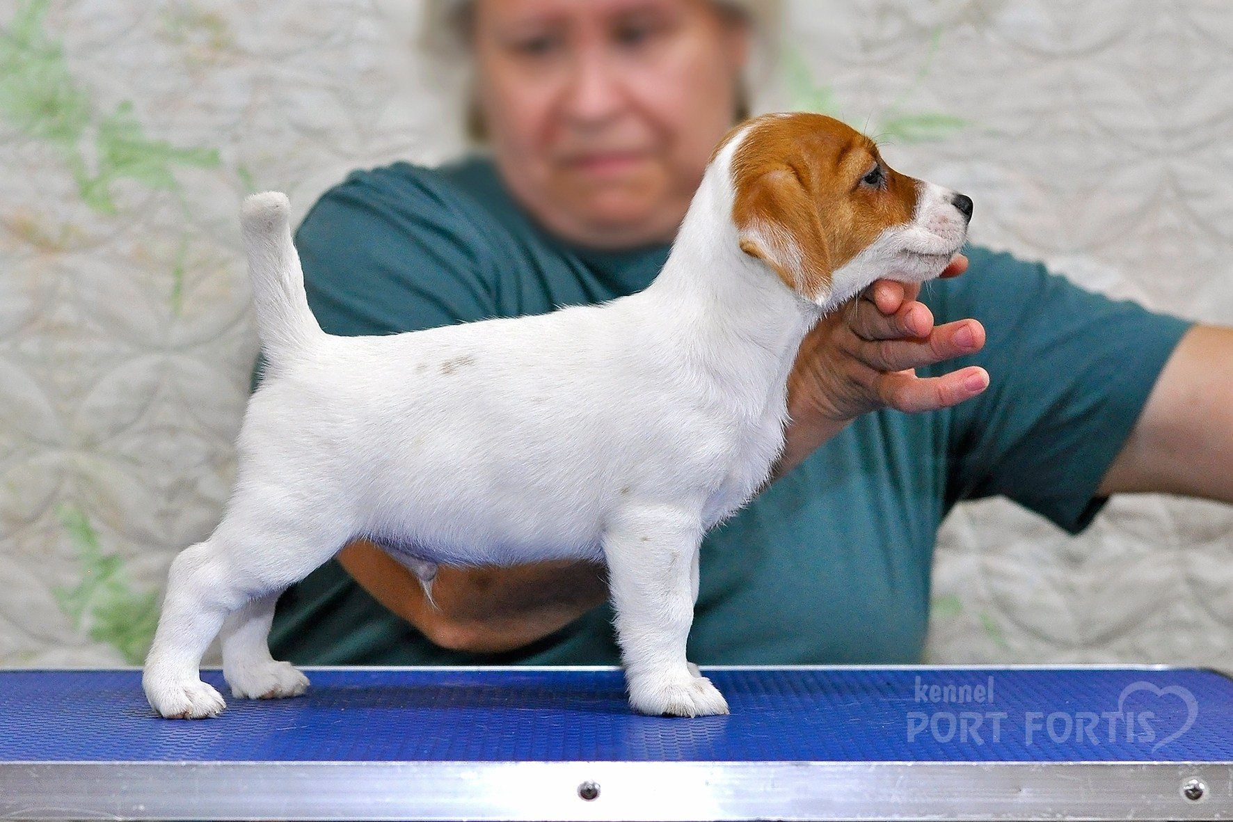 питомник порт фортис, kennel port fortis, джек рассел терьер, питомник джек рассел терьеров, kennel Jack russell terrier, щенки джек рассел терьера, купить щенка