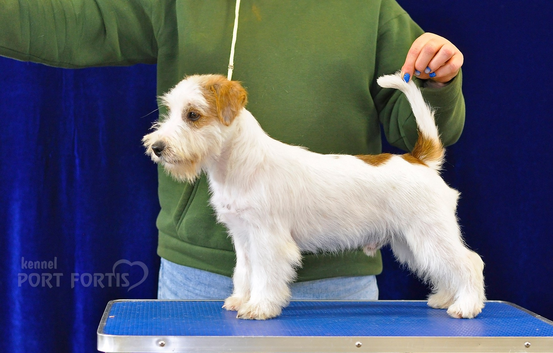 питомник порт фортис, kennel port fortis, джек рассел терьер, питомник джек рассел терьеров, kennel Jack russell terrier, щенки джек рассел терьера, купить щенка