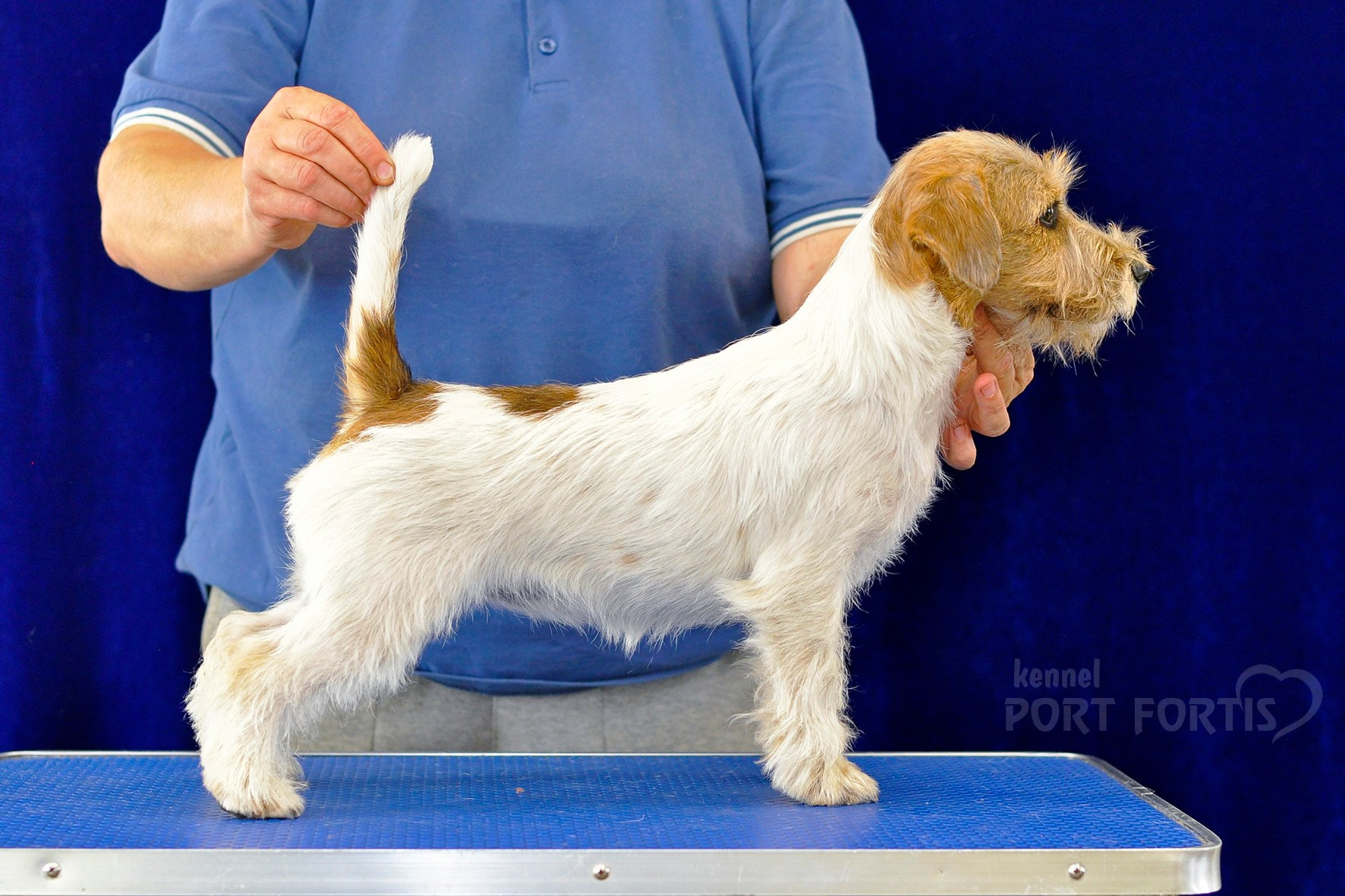 питомник порт фортис, kennel port fortis, джек рассел терьер, питомник джек рассел терьеров, kennel Jack russell terrier, щенки джек рассел терьера, купить щенка