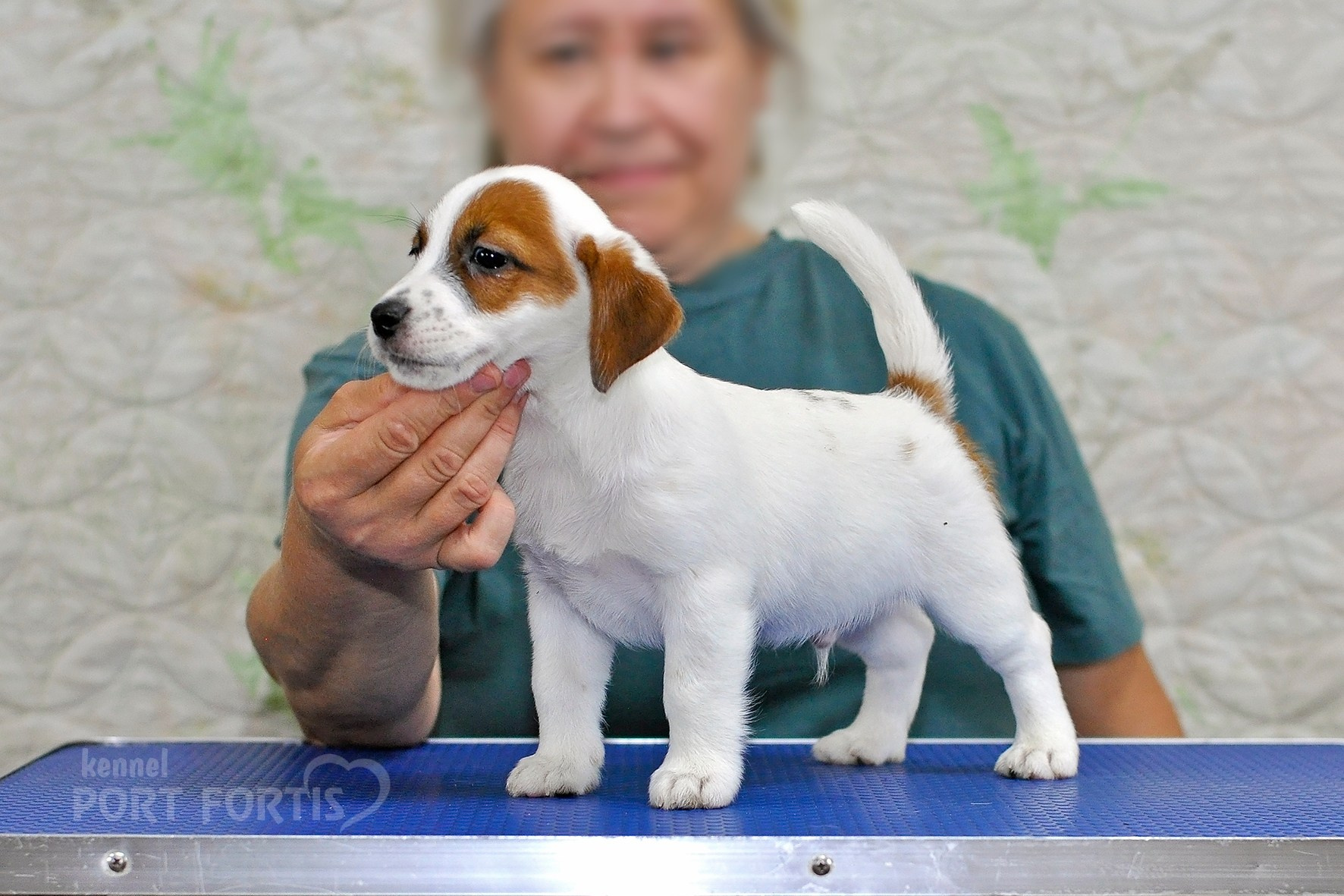 питомник порт фортис, kennel port fortis, джек рассел терьер, питомник джек рассел терьеров, kennel Jack russell terrier, щенки джек рассел терьера, купить щенка
