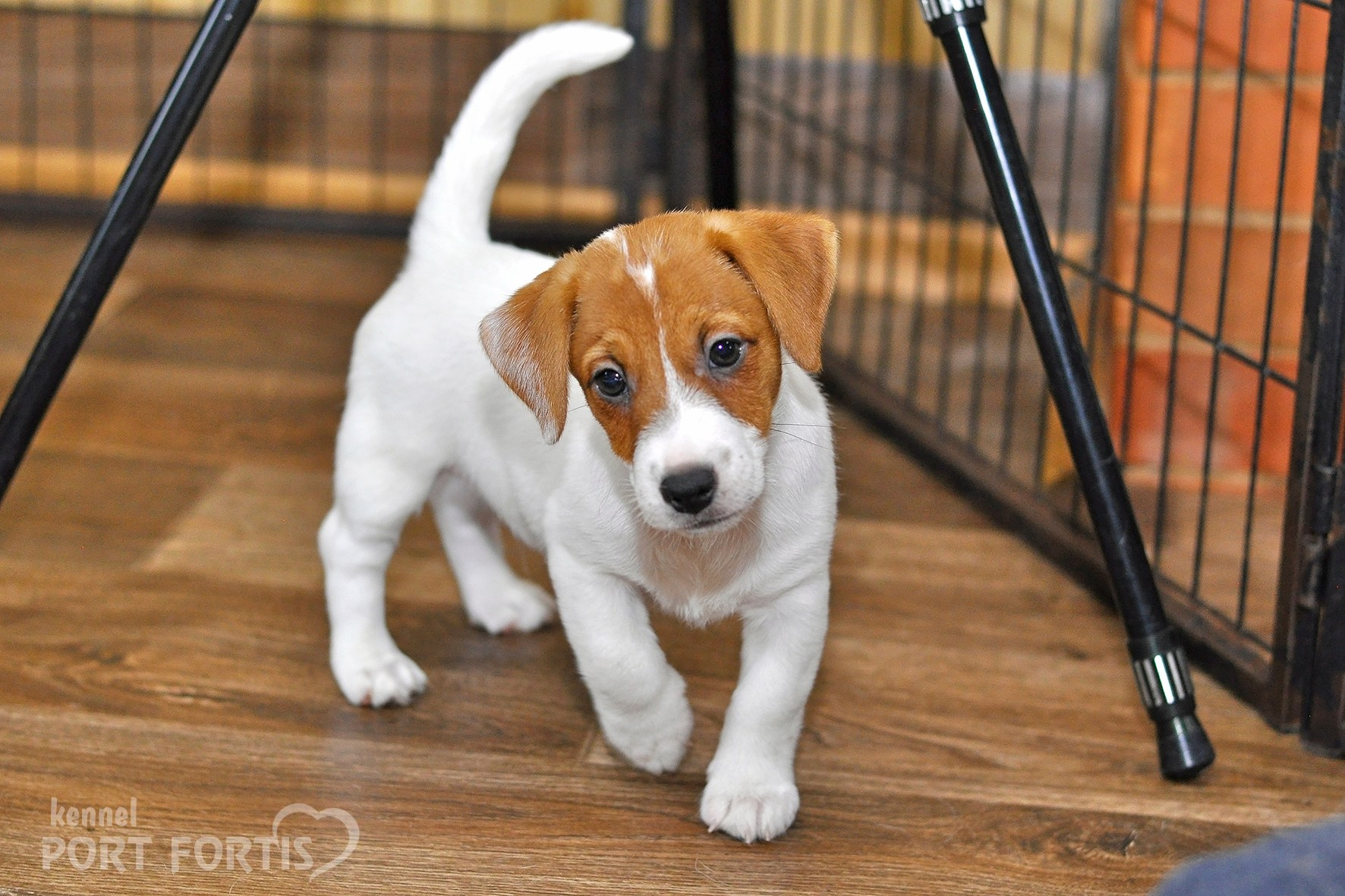 питомник порт фортис, kennel port fortis, джек рассел терьер, питомник джек рассел терьеров, kennel Jack russell terrier, щенки джек рассел терьера, купить щенка