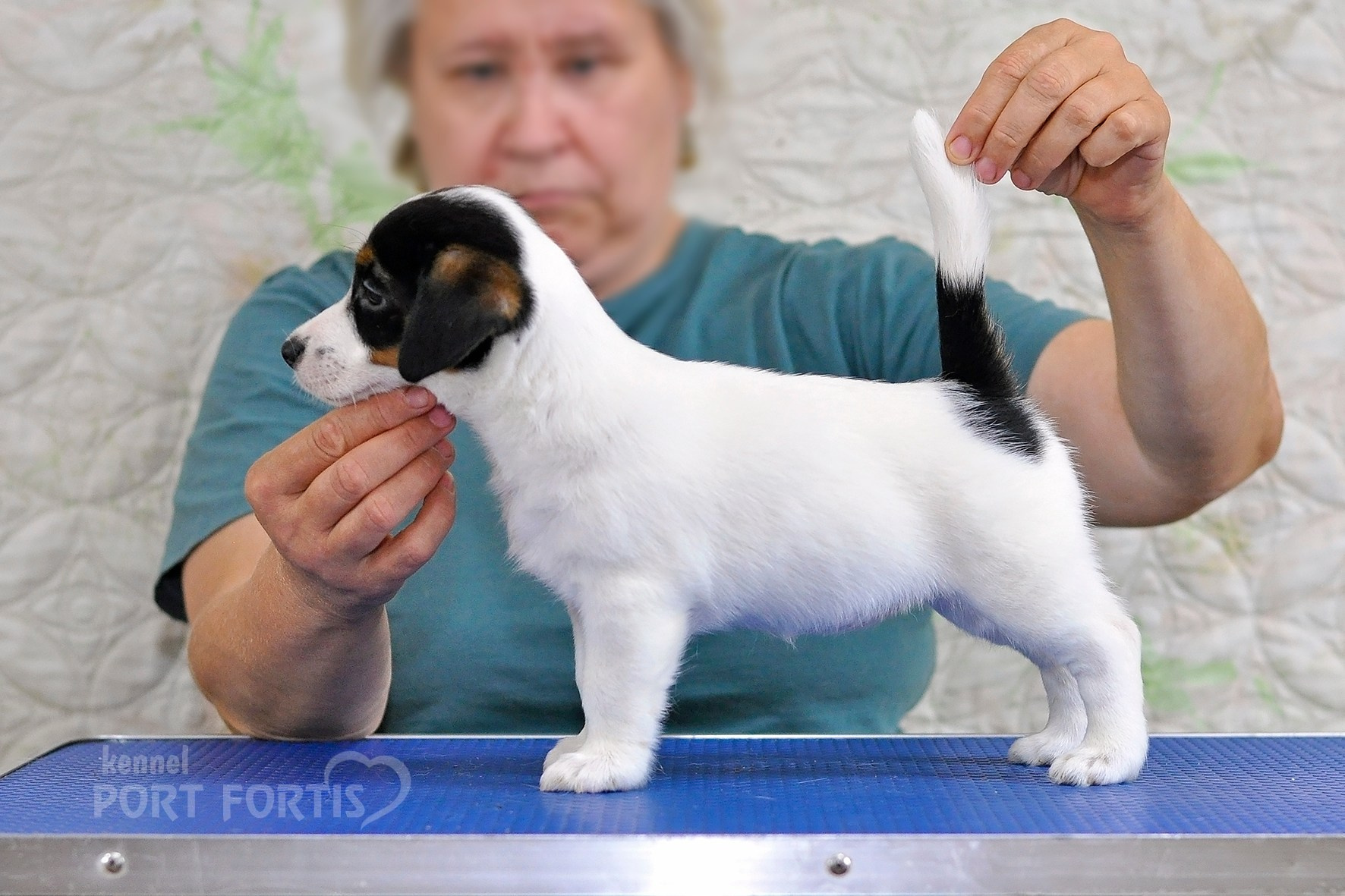 питомник порт фортис, kennel port fortis, джек рассел терьер, питомник джек рассел терьеров, kennel Jack russell terrier, щенки джек рассел терьера, купить щенка