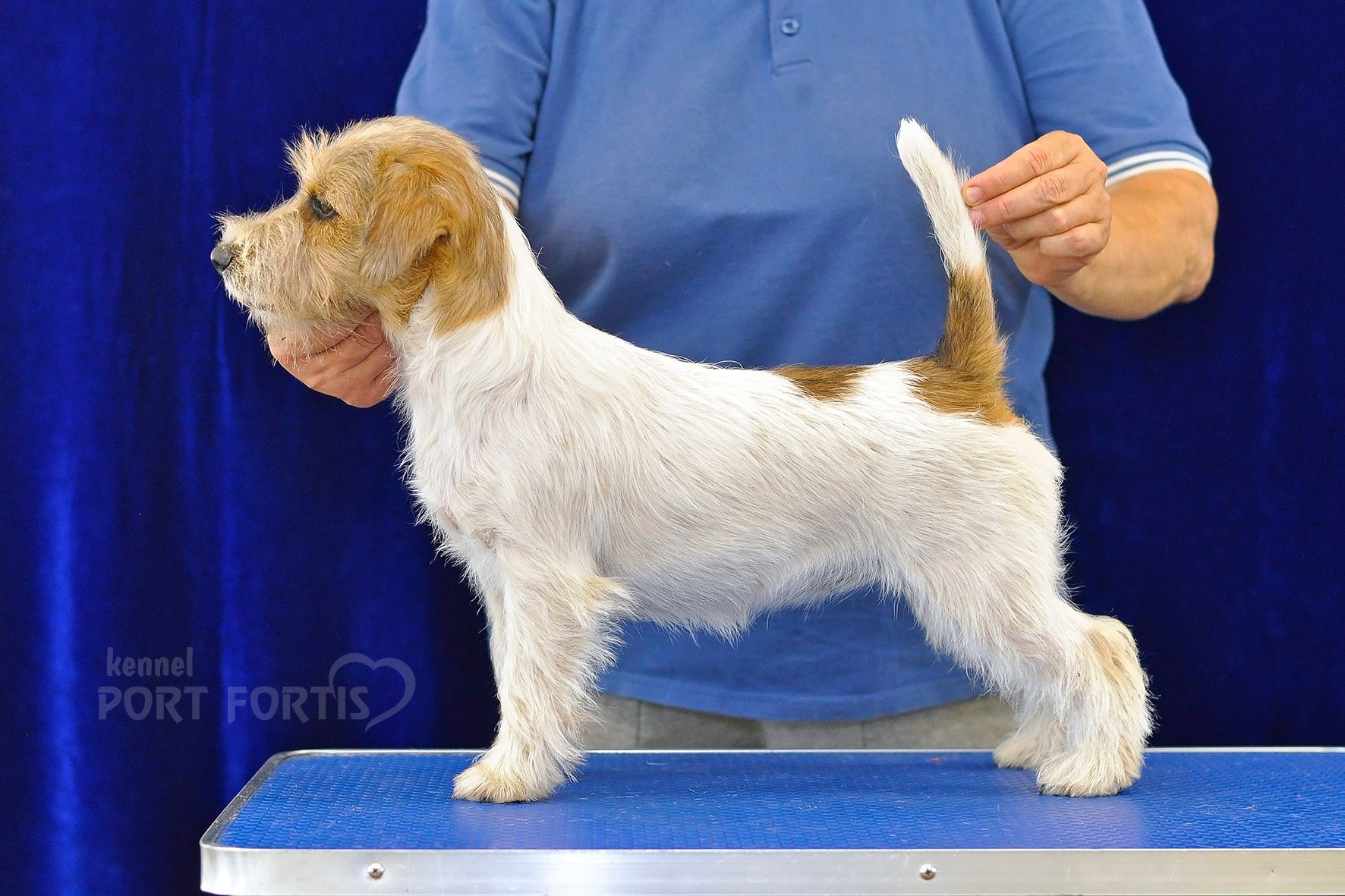 питомник порт фортис, kennel port fortis, джек рассел терьер, питомник джек рассел терьеров, kennel Jack russell terrier, щенки джек рассел терьера, купить щенка
