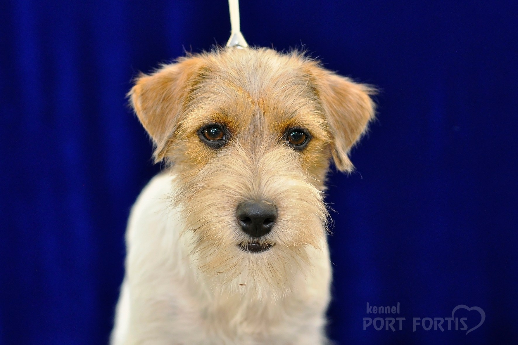 питомник порт фортис, kennel port fortis, джек рассел терьер, питомник джек рассел терьеров, kennel Jack russell terrier, щенки джек рассел терьера, купить щенка