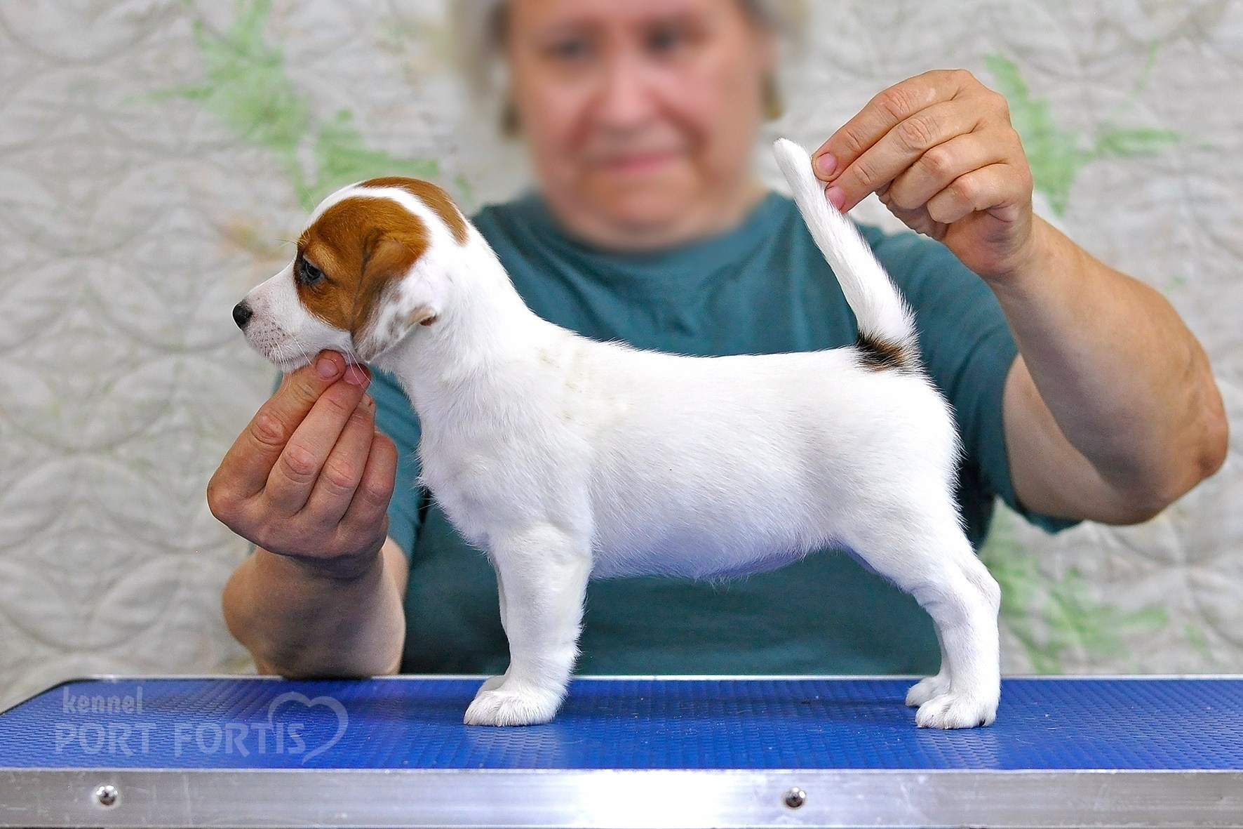 питомник порт фортис, kennel port fortis, джек рассел терьер, питомник джек рассел терьеров, kennel Jack russell terrier, щенки джек рассел терьера, купить щенка