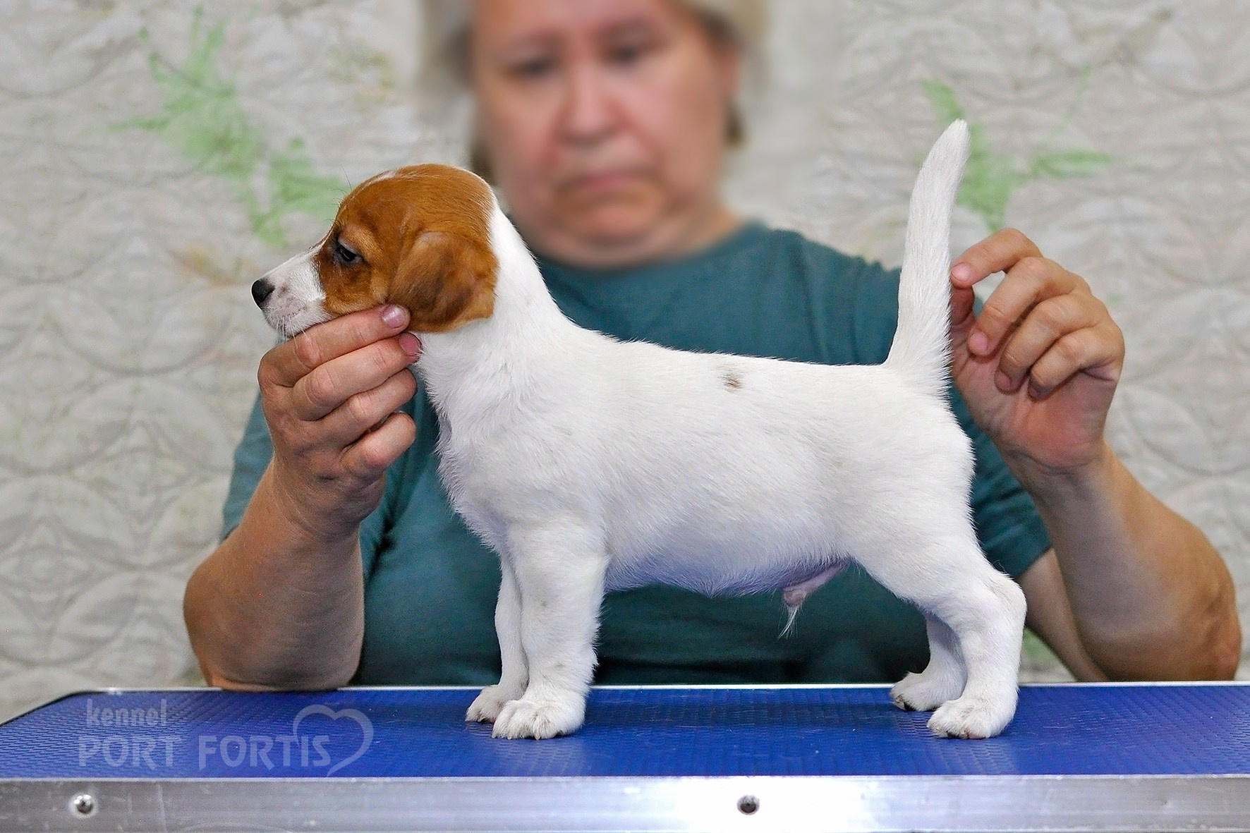 питомник порт фортис, kennel port fortis, джек рассел терьер, питомник джек рассел терьеров, kennel Jack russell terrier, щенки джек рассел терьера, купить щенка