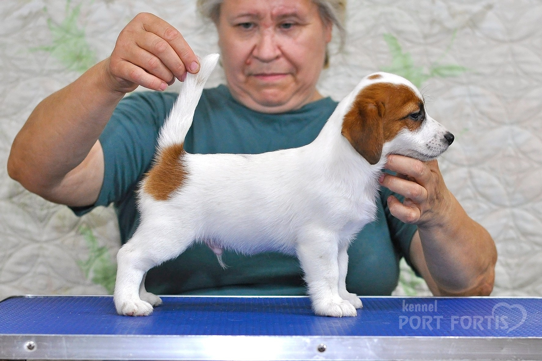 питомник порт фортис, kennel port fortis, джек рассел терьер, питомник джек рассел терьеров, kennel Jack russell terrier, щенки джек рассел терьера, купить щенка