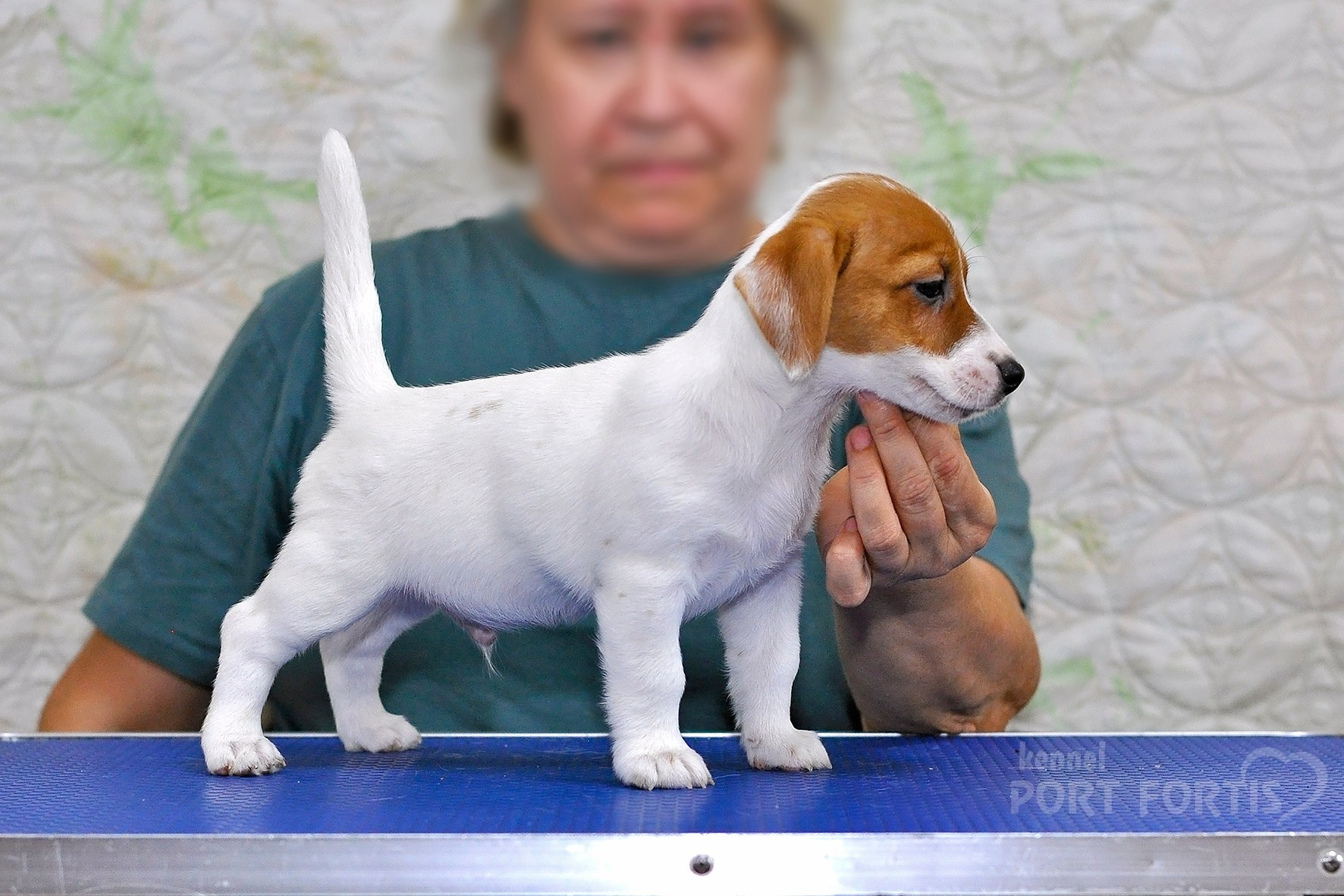 питомник порт фортис, kennel port fortis, джек рассел терьер, питомник джек рассел терьеров, kennel Jack russell terrier, щенки джек рассел терьера, купить щенка