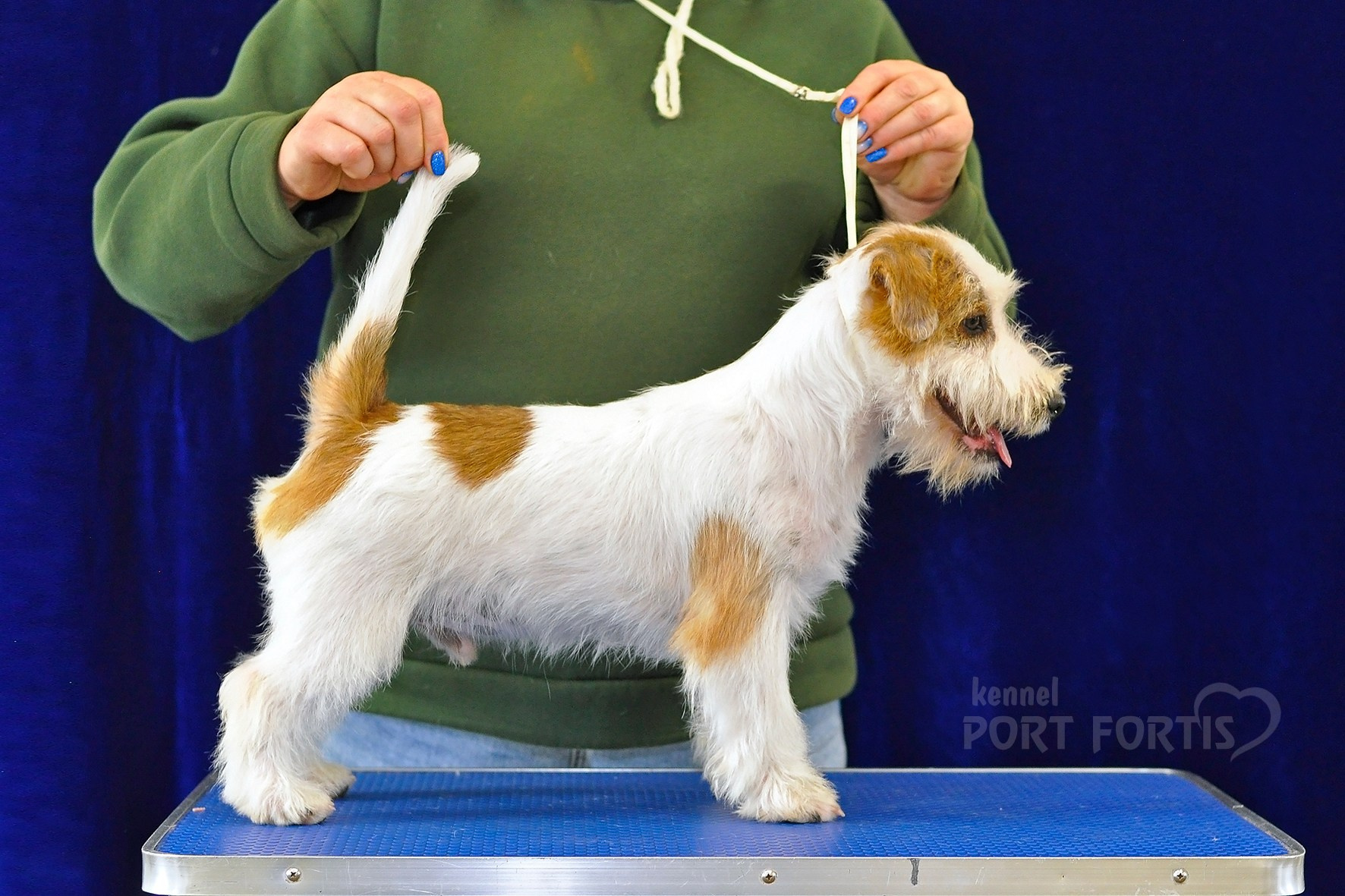 питомник порт фортис, kennel port fortis, джек рассел терьер, питомник джек рассел терьеров, kennel Jack russell terrier, щенки джек рассел терьера, купить щенка
