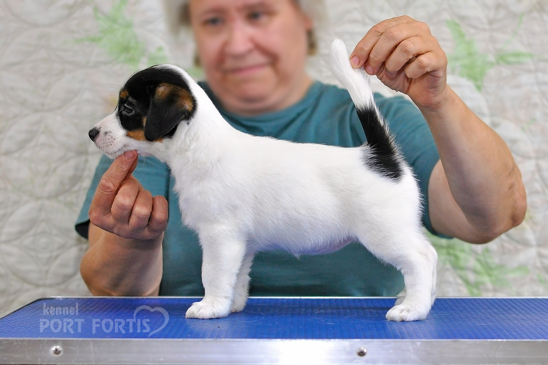 питомник порт фортис, kennel port fortis, джек рассел терьер, питомник джек рассел терьеров, kennel Jack russell terrier, щенки джек рассел терьера, купить щенка