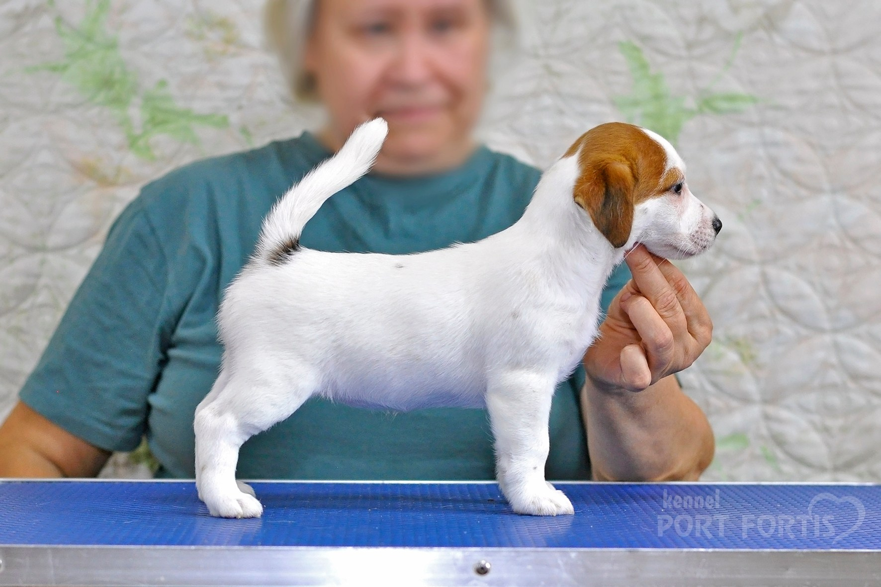 питомник порт фортис, kennel port fortis, джек рассел терьер, питомник джек рассел терьеров, kennel Jack russell terrier, щенки джек рассел терьера, купить щенка
