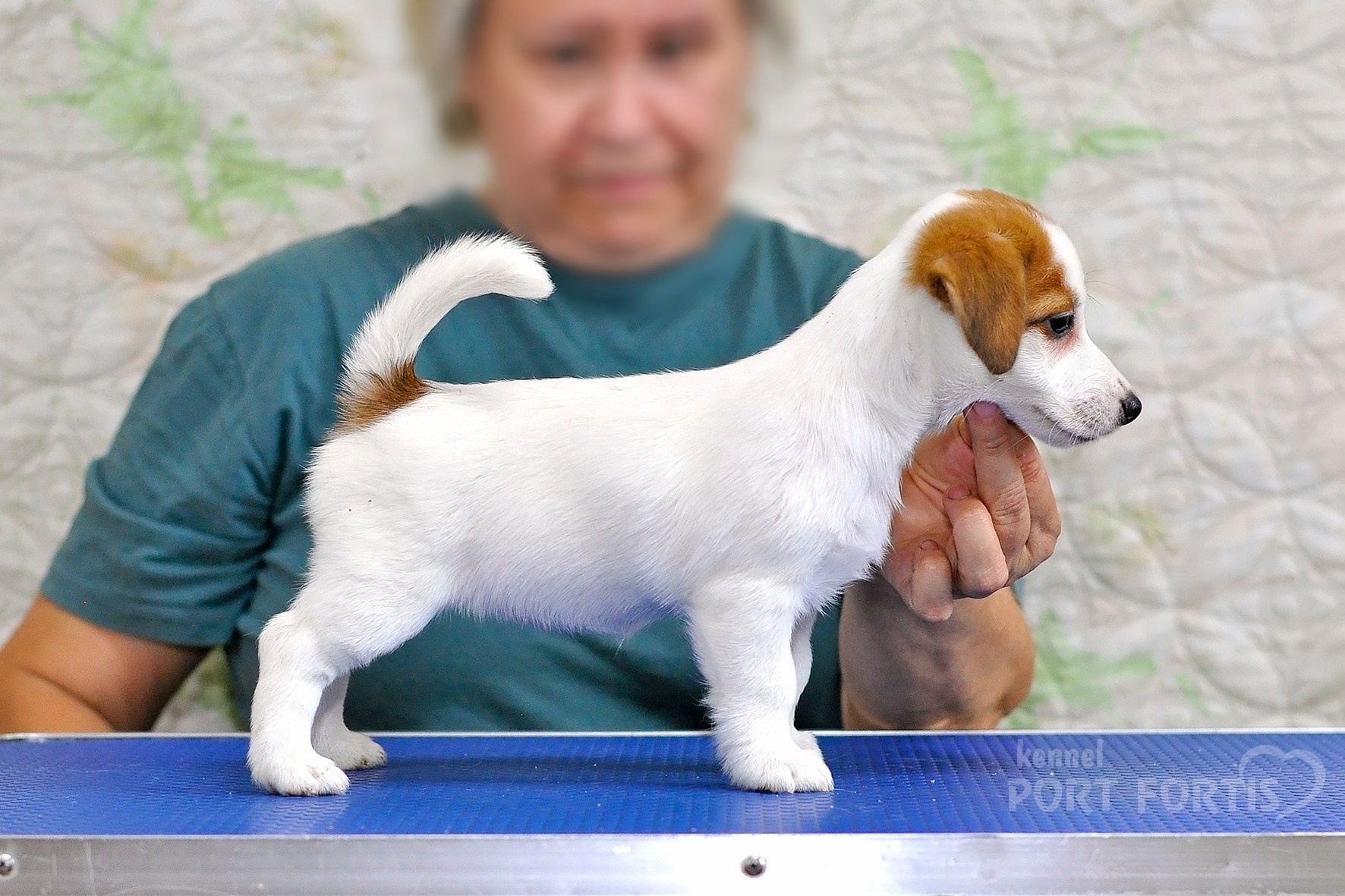 питомник порт фортис, kennel port fortis, джек рассел терьер, питомник джек рассел терьеров, kennel Jack russell terrier, щенки джек рассел терьера, купить щенка